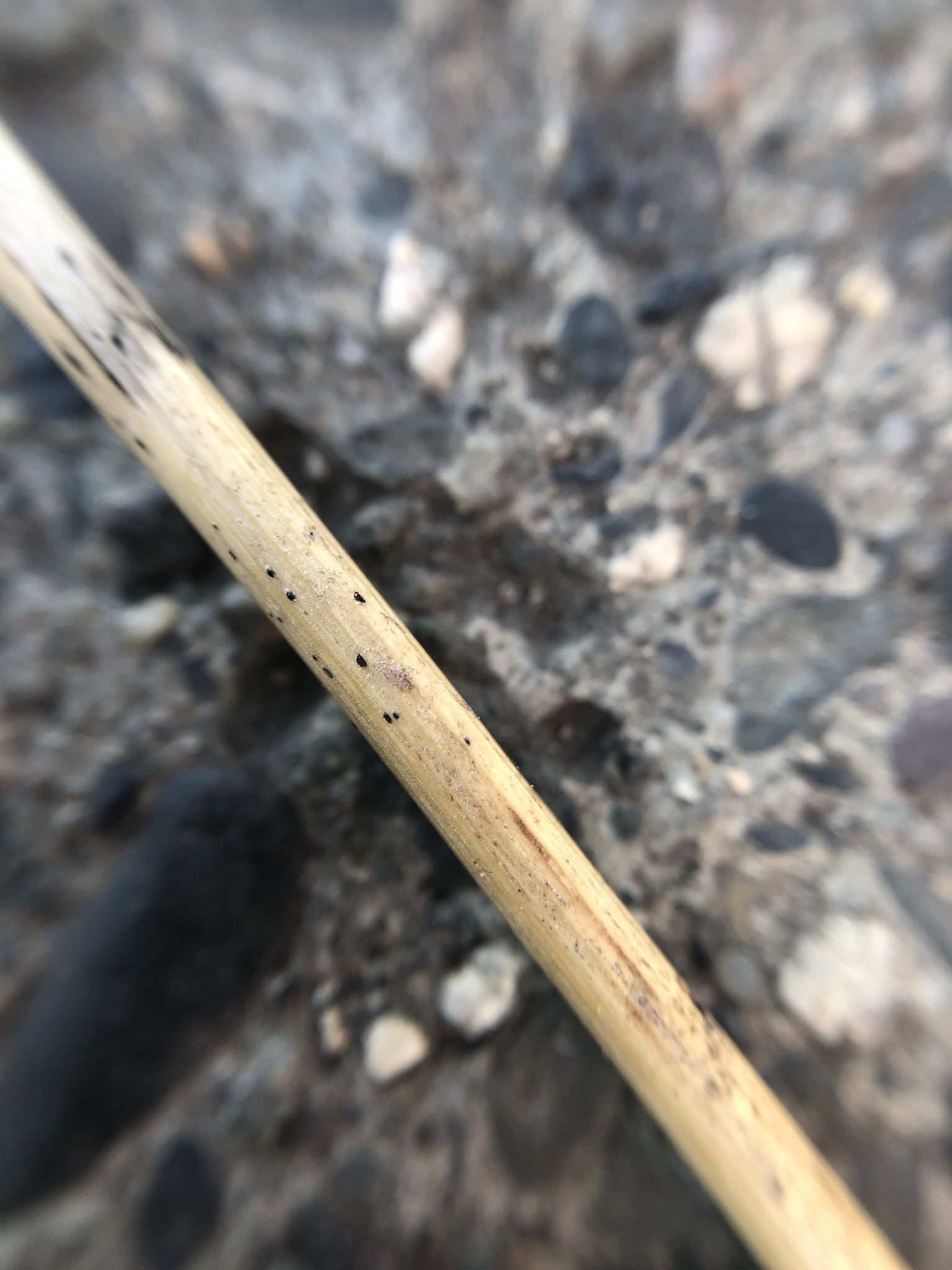 Alternaria infectoria