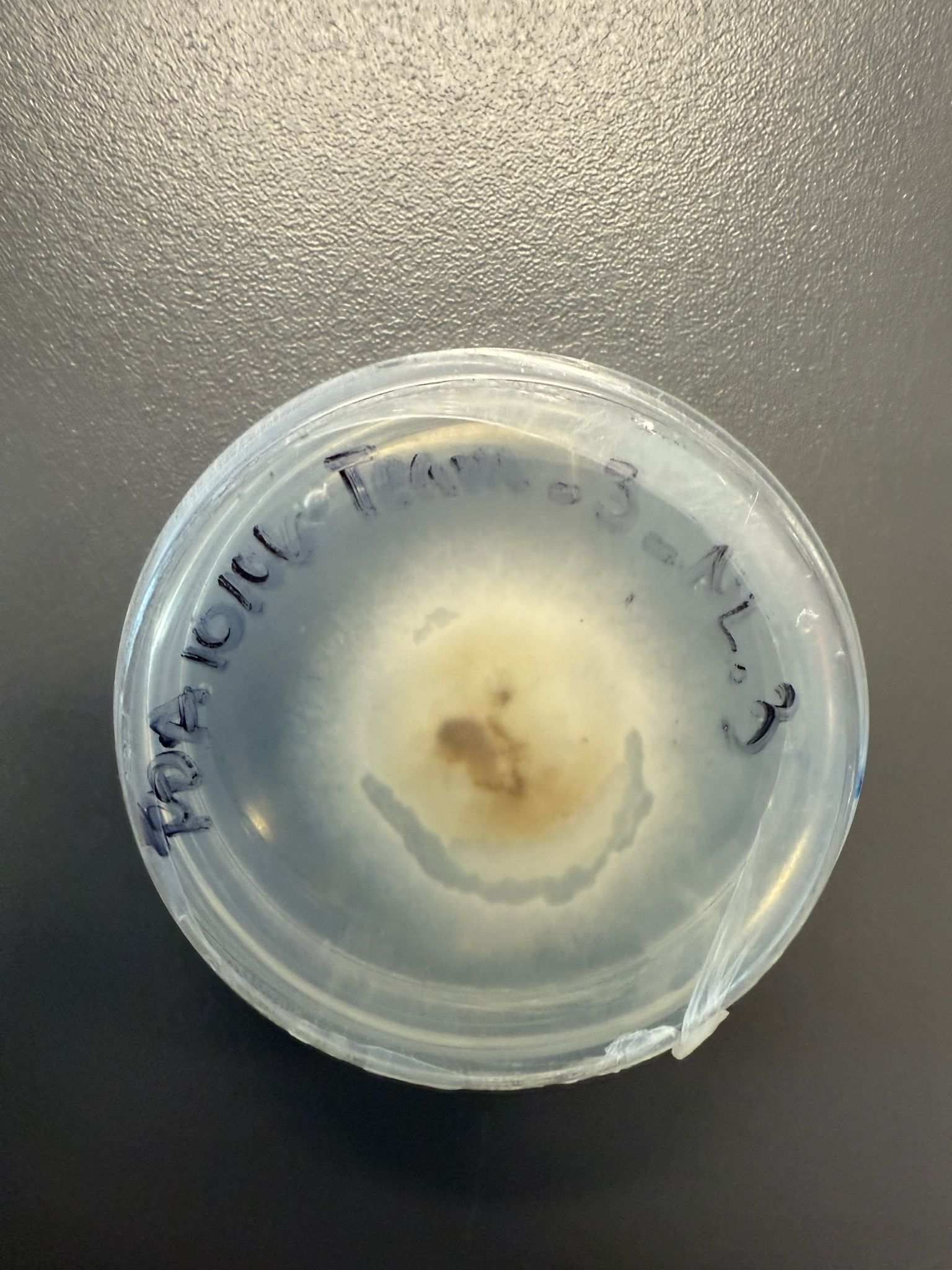 Alternaria infectoria
