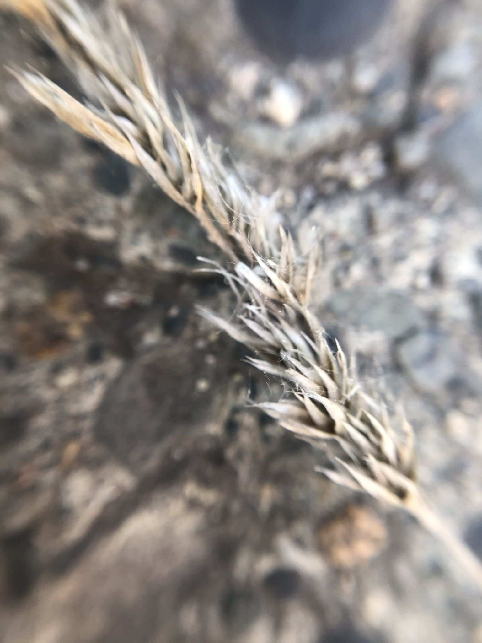 Alternaria infectoria