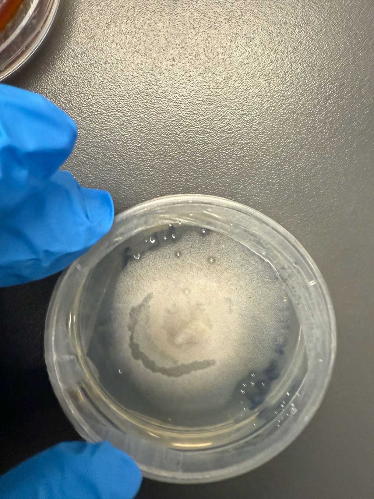 Alternaria infectoria