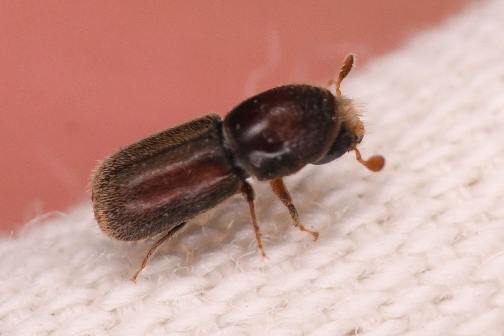 Pseudopityophthorus pruinosus