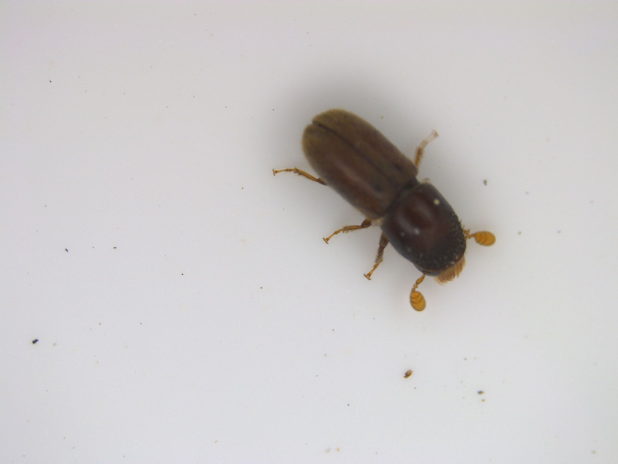 Pseudopityophthorus pruinosus