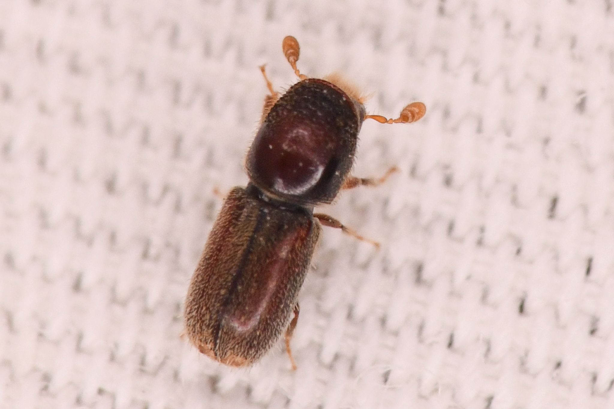 Pseudopityophthorus pruinosus