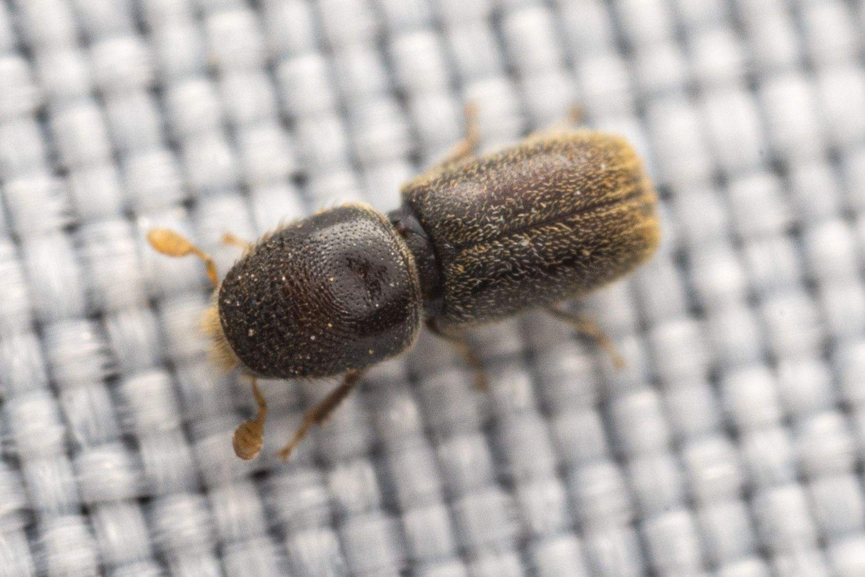 Pseudopityophthorus pruinosus