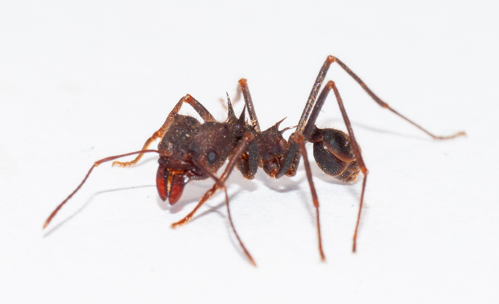 Atta insularis