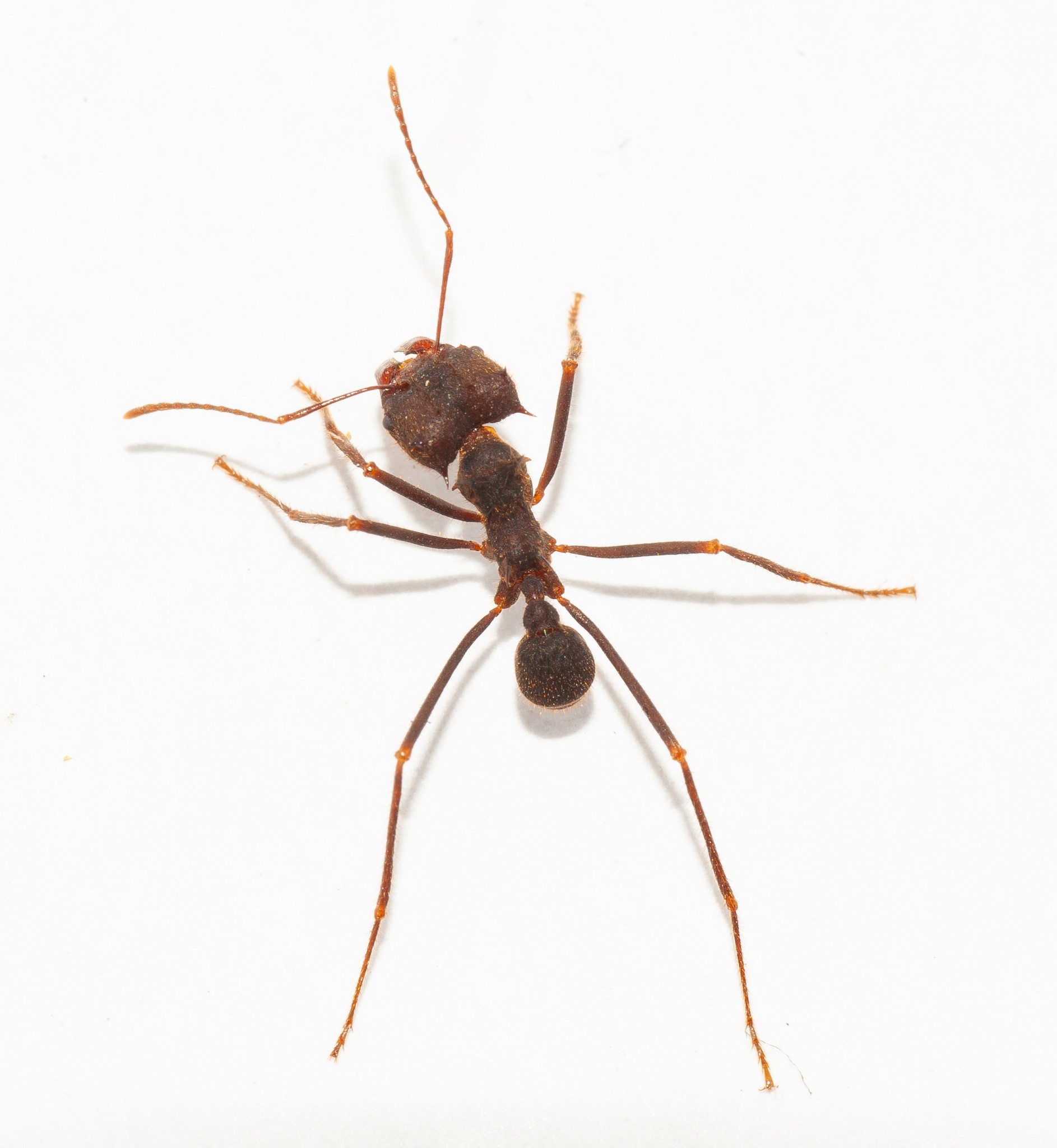 Atta insularis