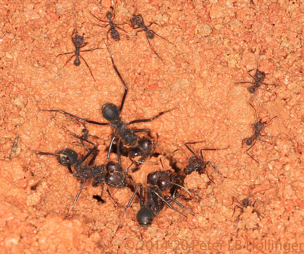 Atta insularis