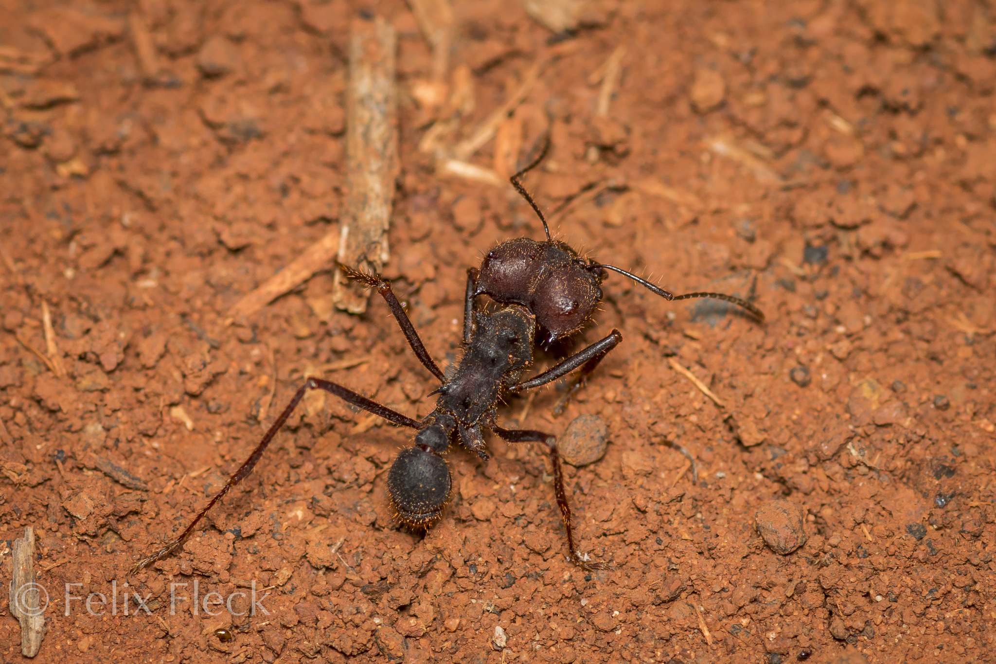 Atta insularis