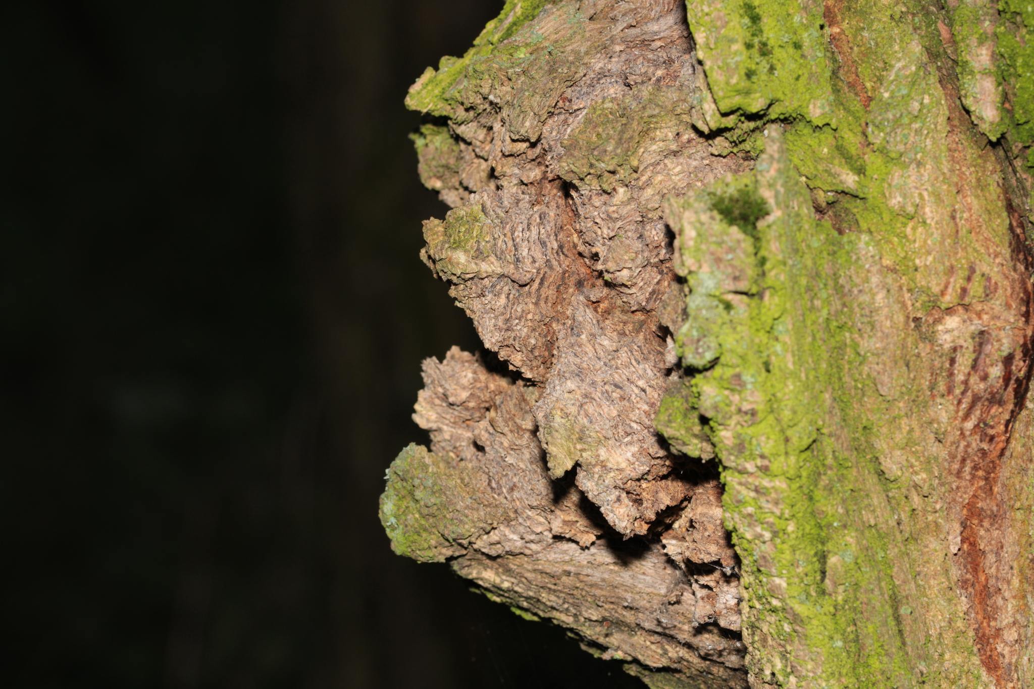 Diplodia mutila