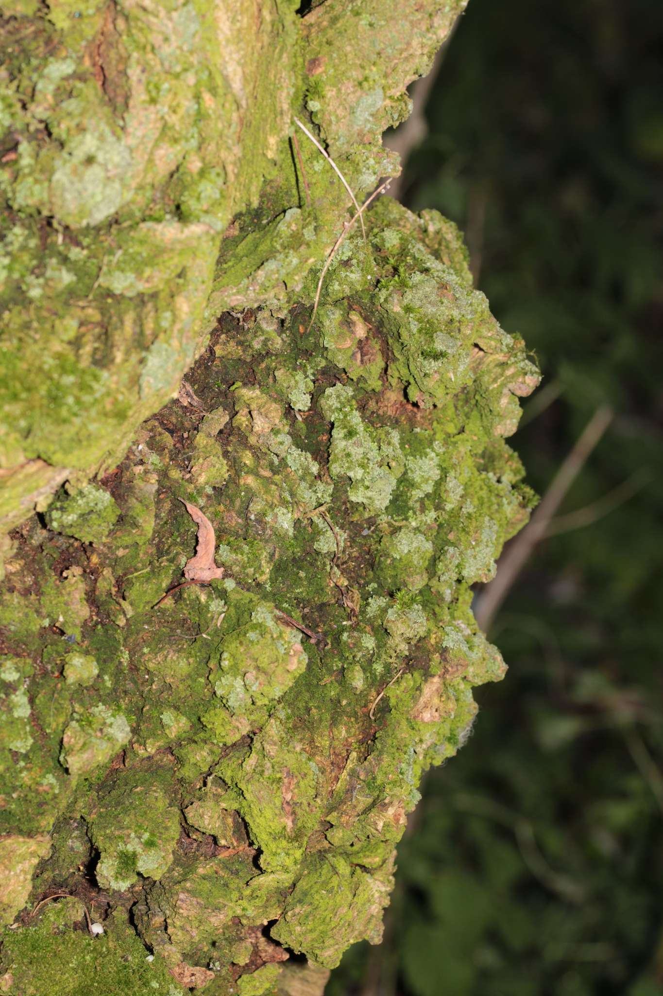Diplodia mutila