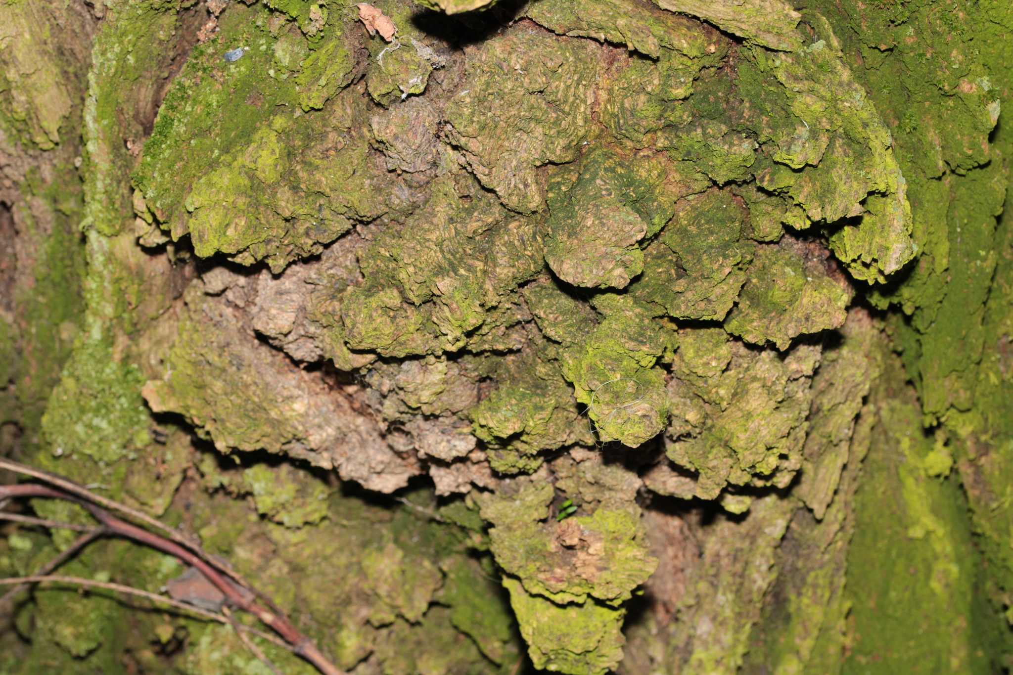 Diplodia mutila