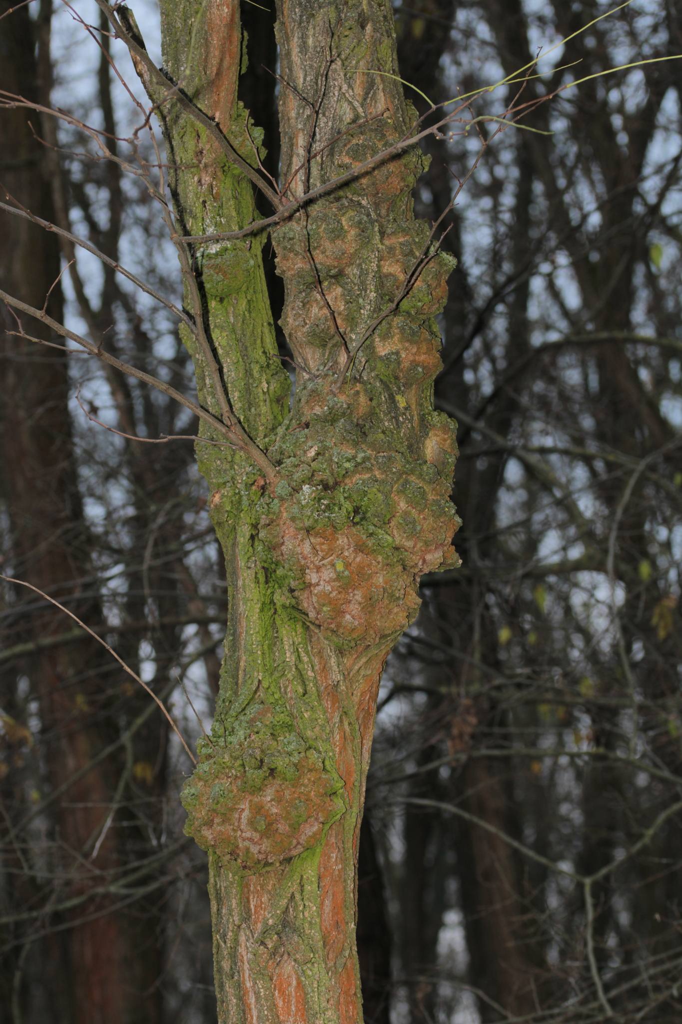 Diplodia mutila