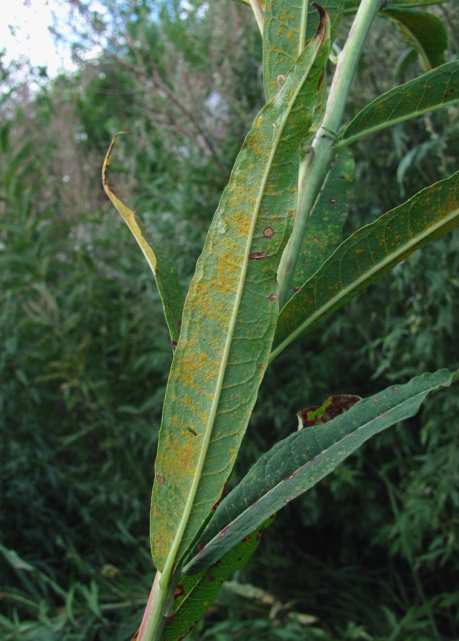 Pucciniastrum epilobii