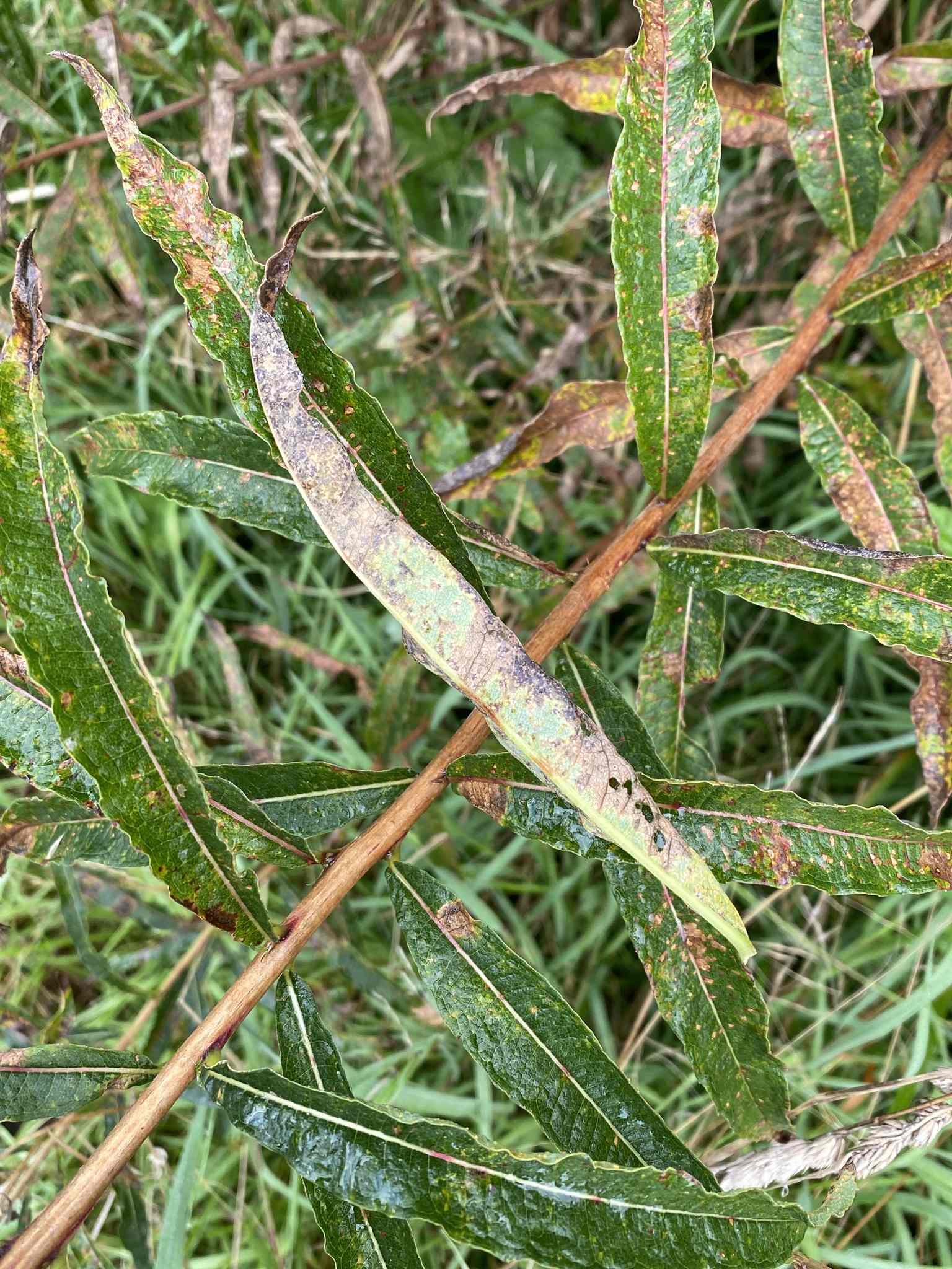 Pucciniastrum epilobii
