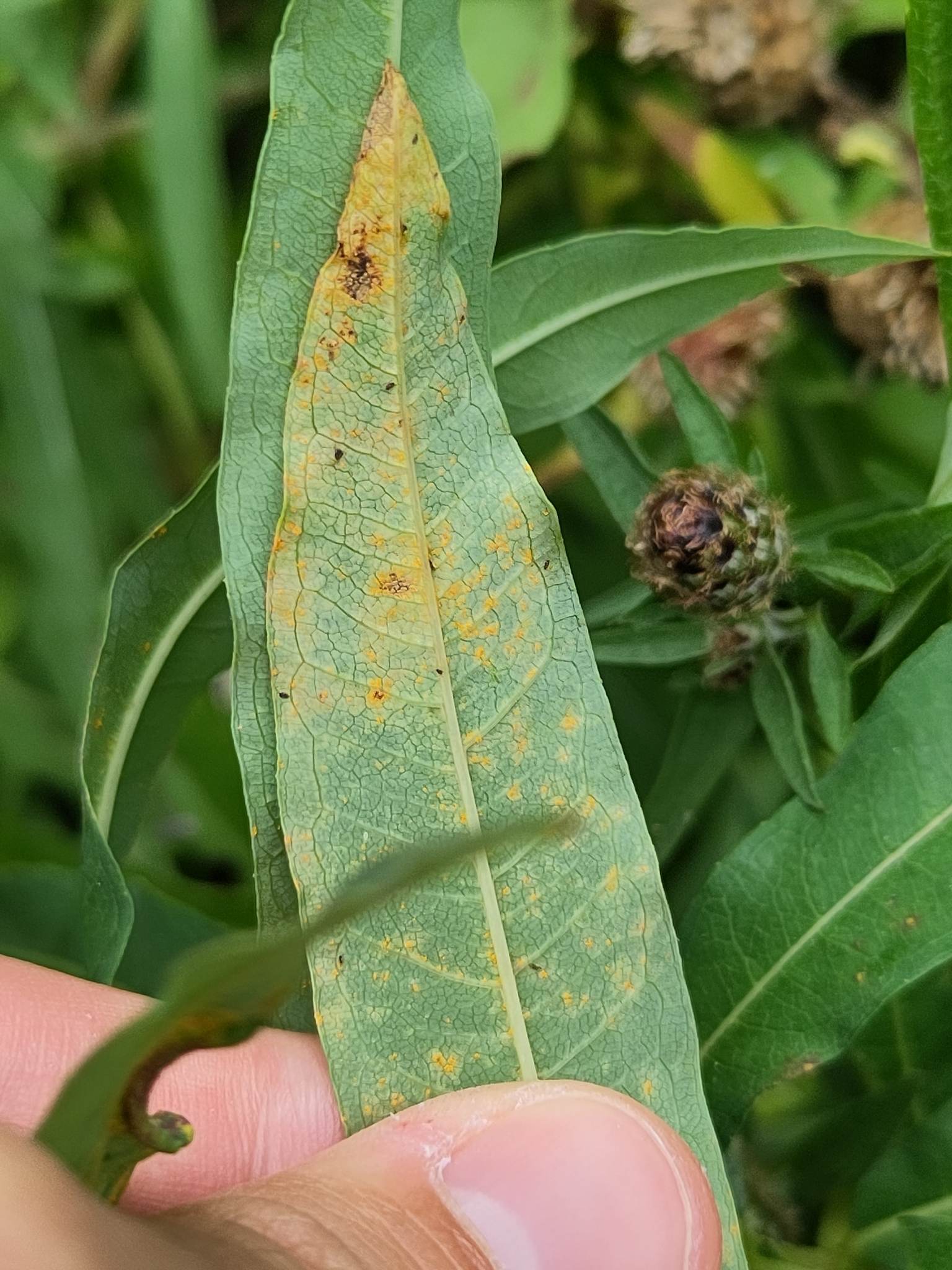Pucciniastrum epilobii
