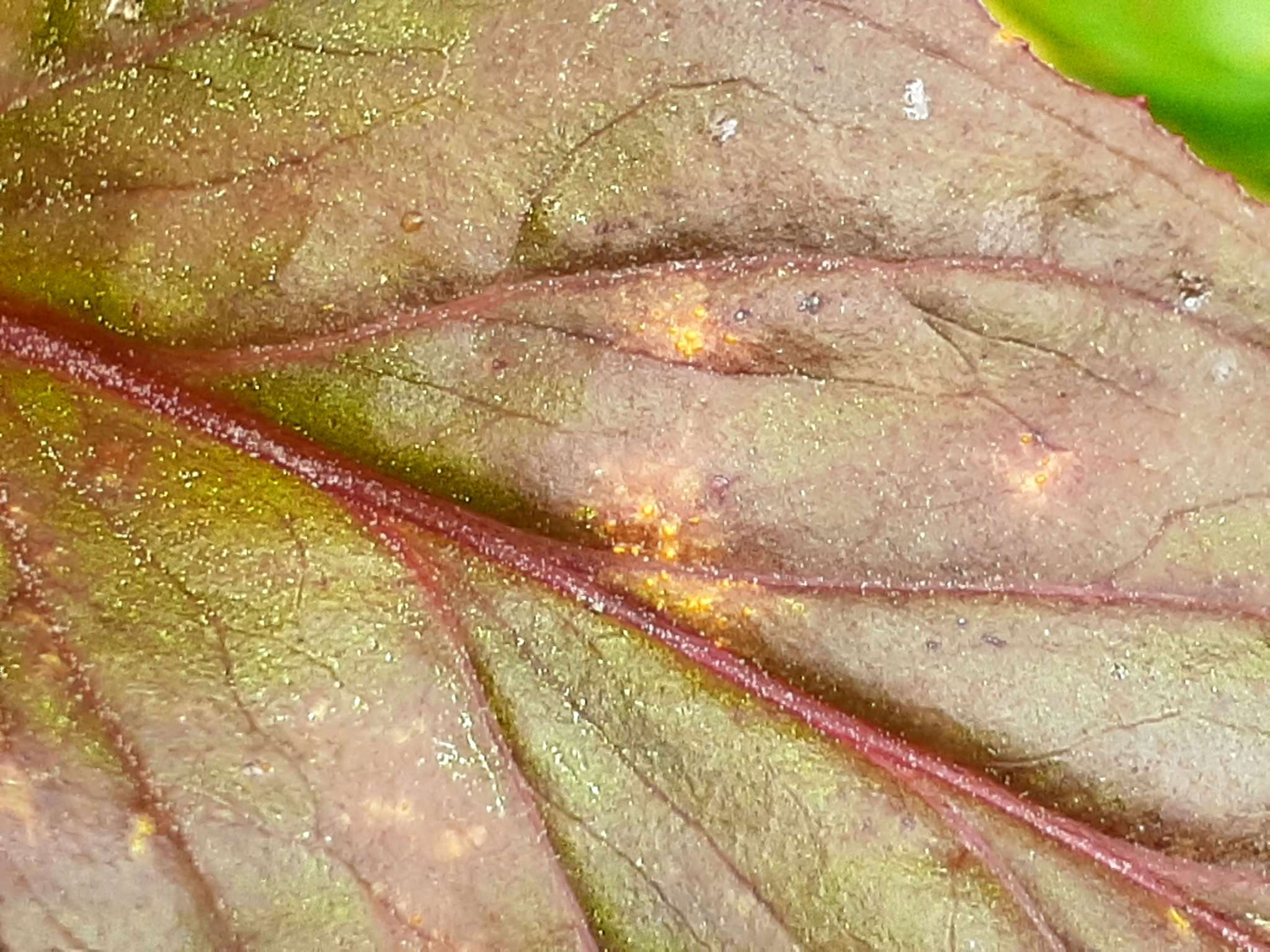 Pucciniastrum epilobii