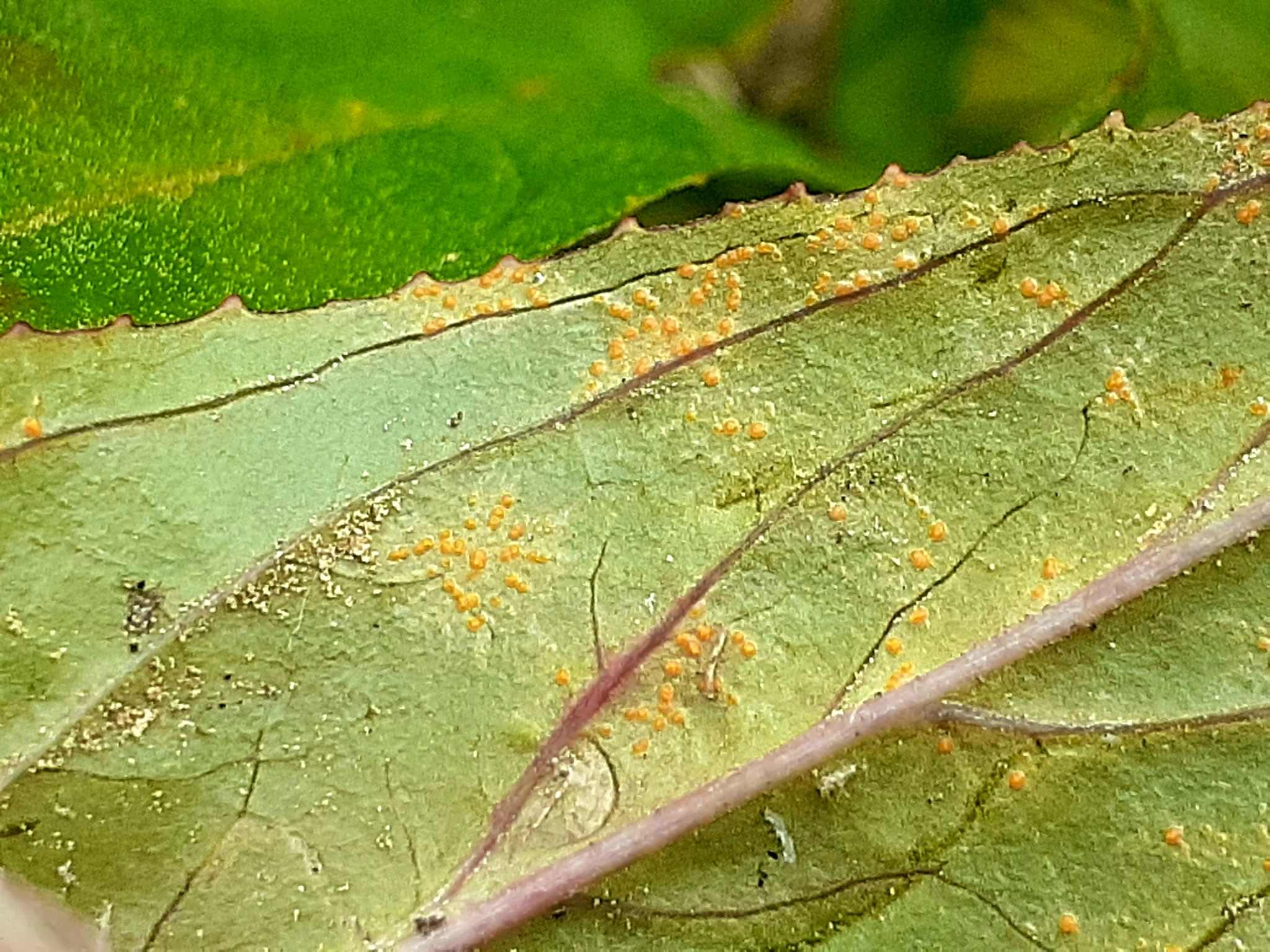 Pucciniastrum epilobii