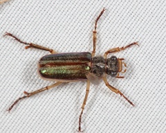 Dichelonyx