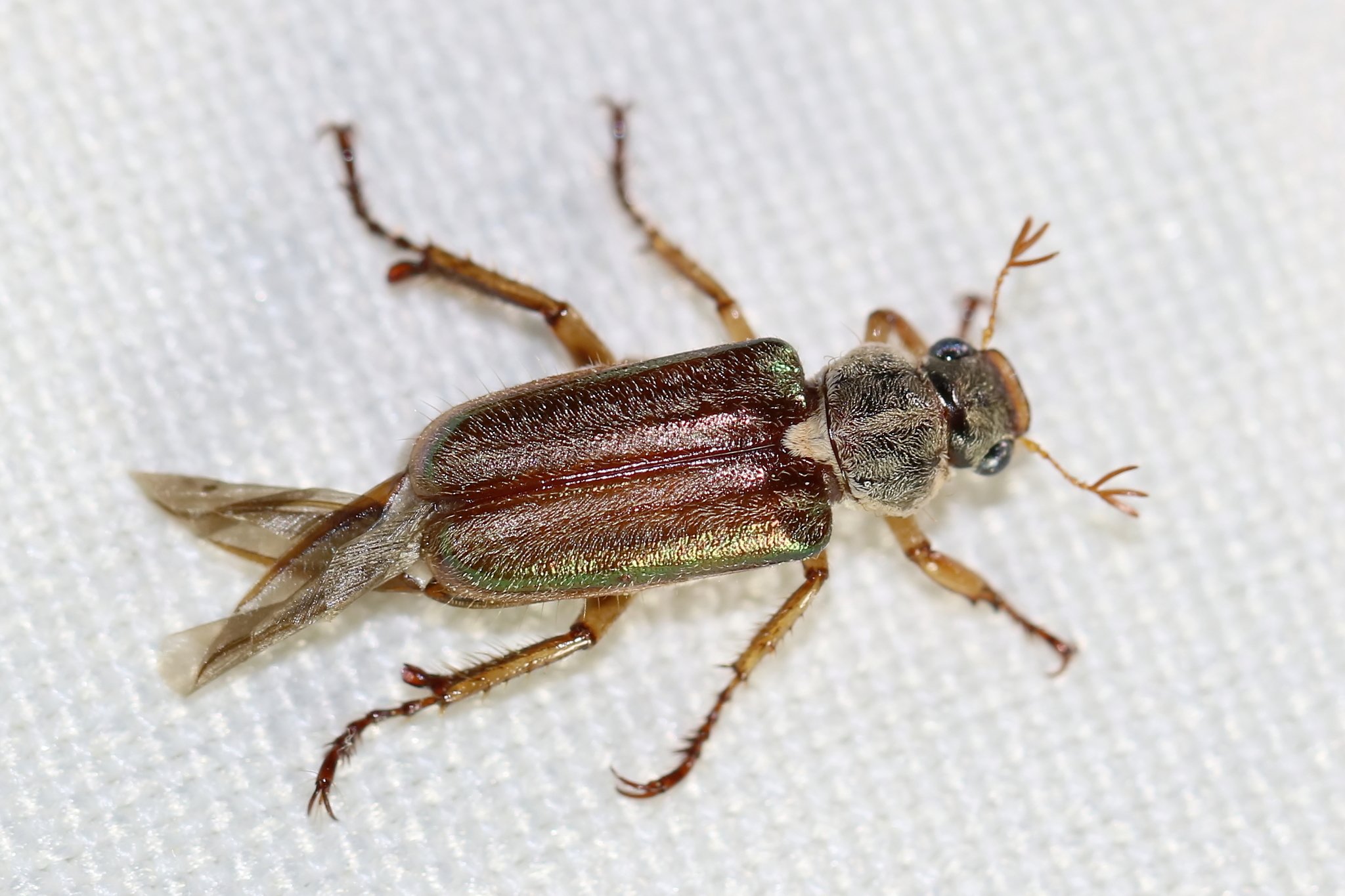 Dichelonyx