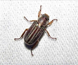 Dichelonyx