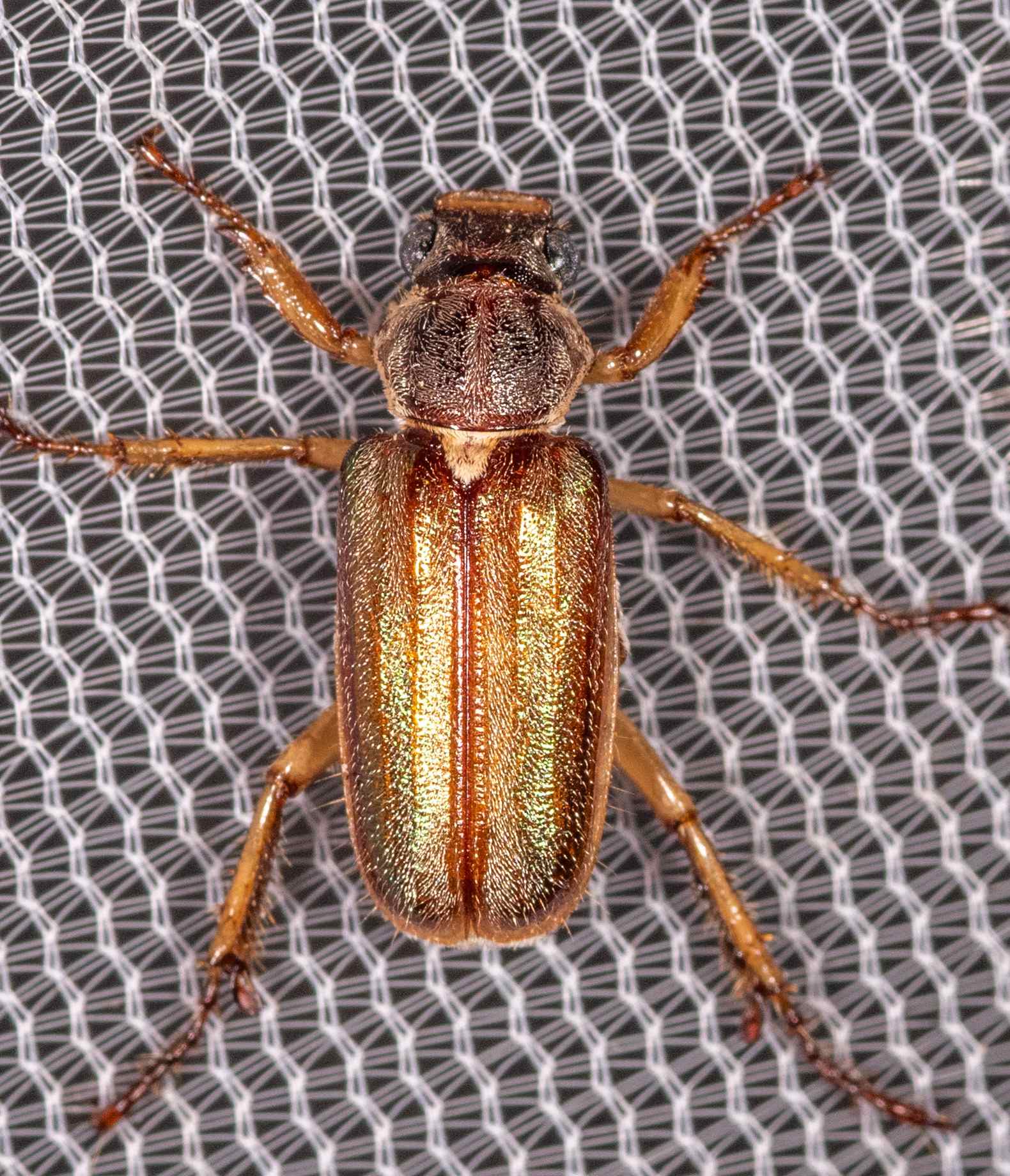 Dichelonyx