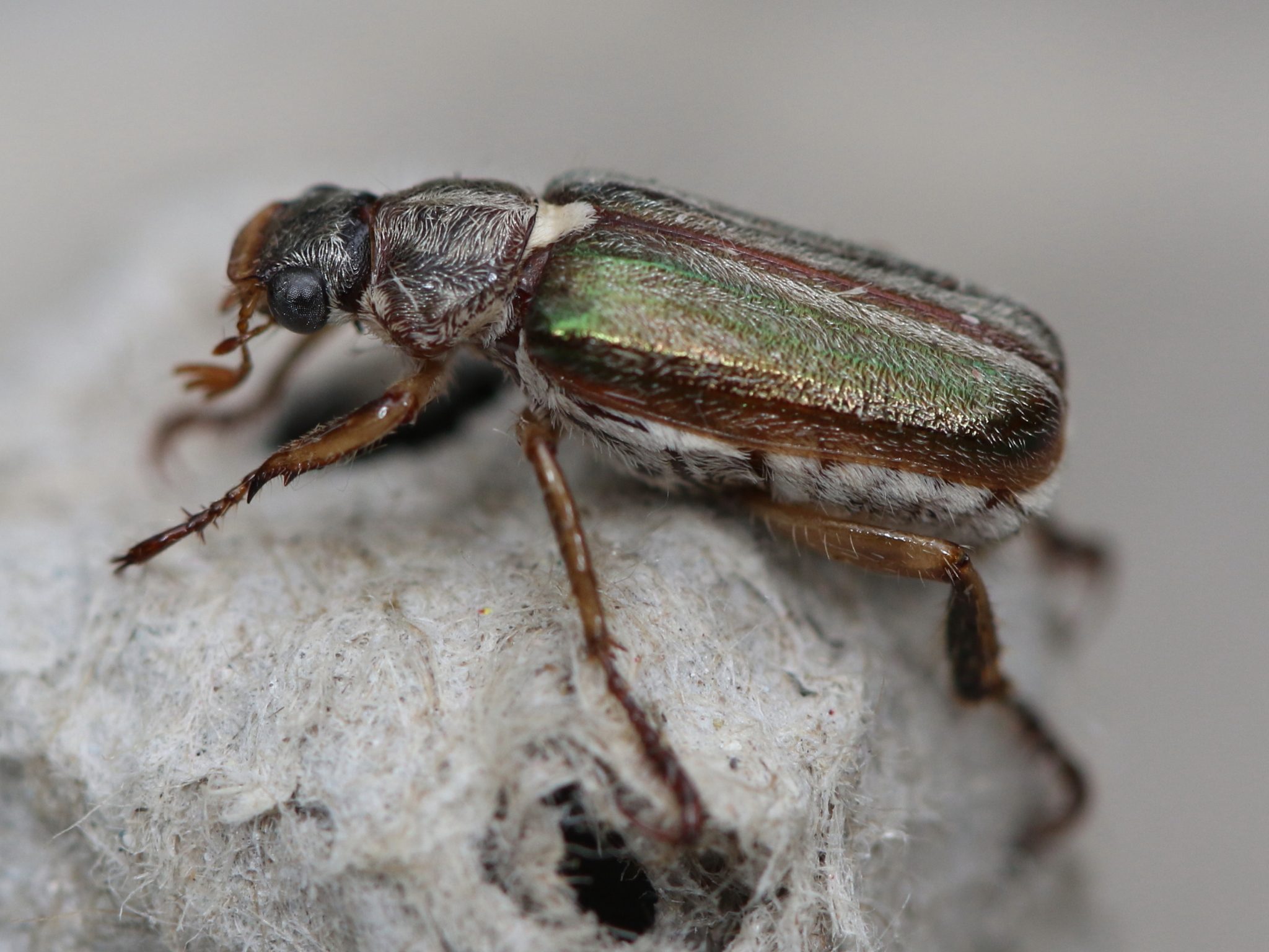 Dichelonyx