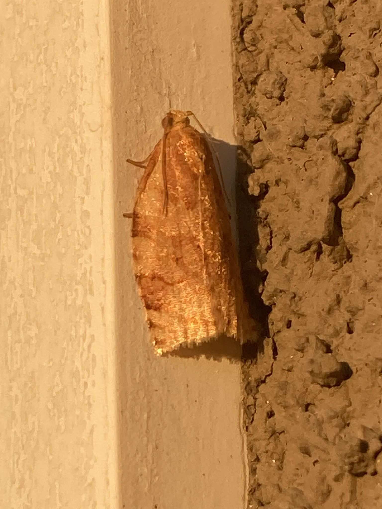 Pandemis pyrusana