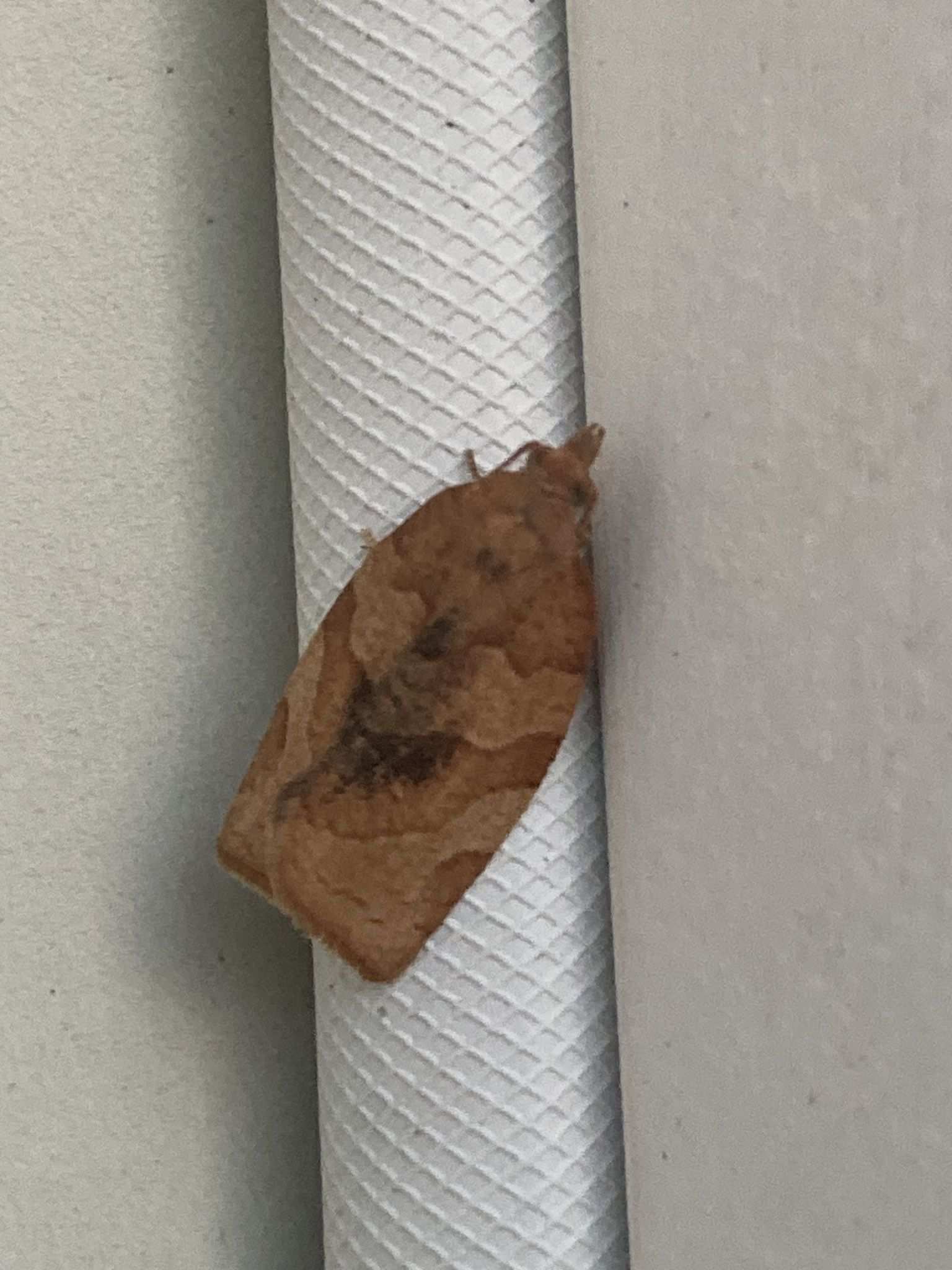 Pandemis pyrusana
