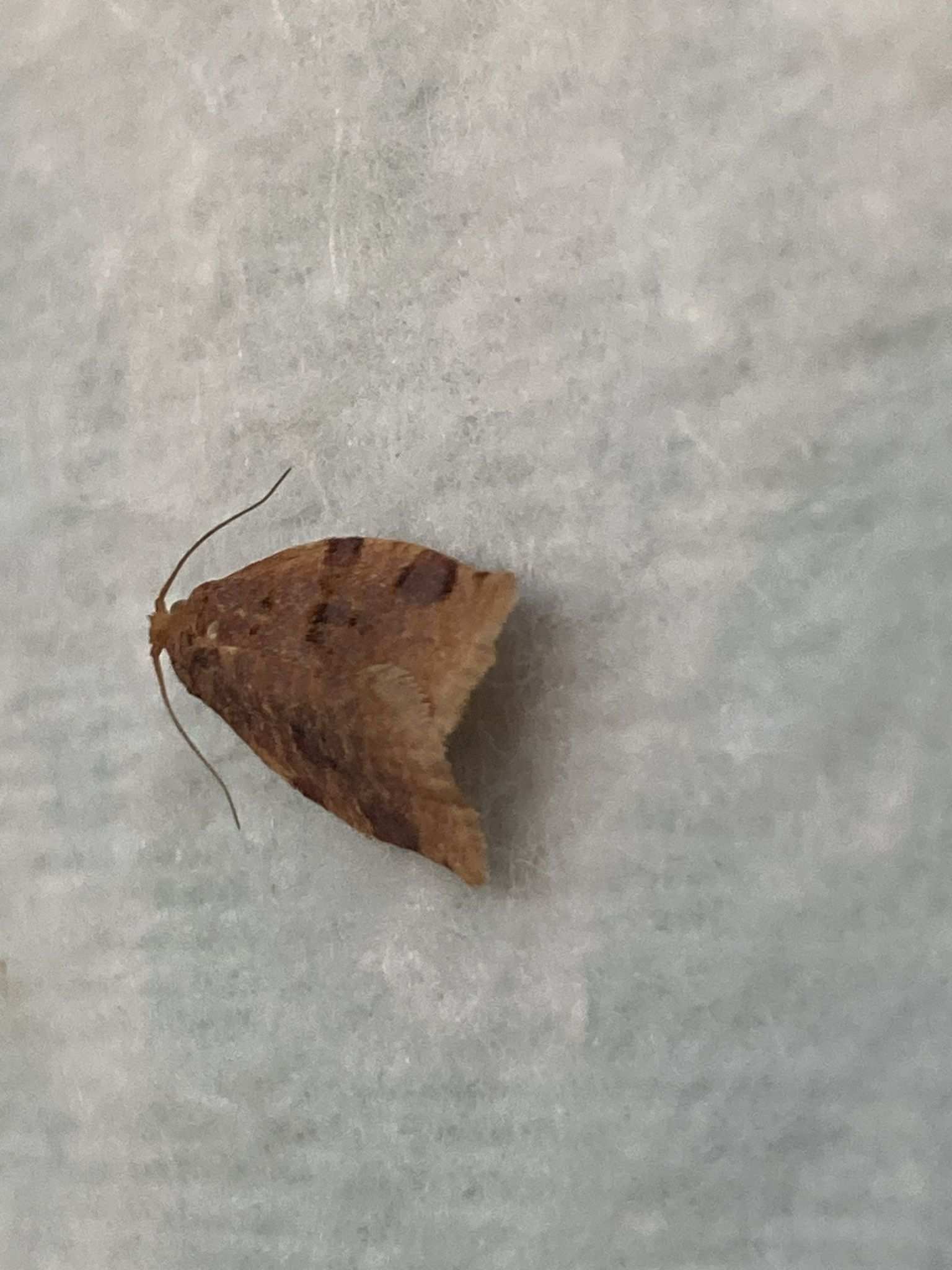 Pandemis pyrusana