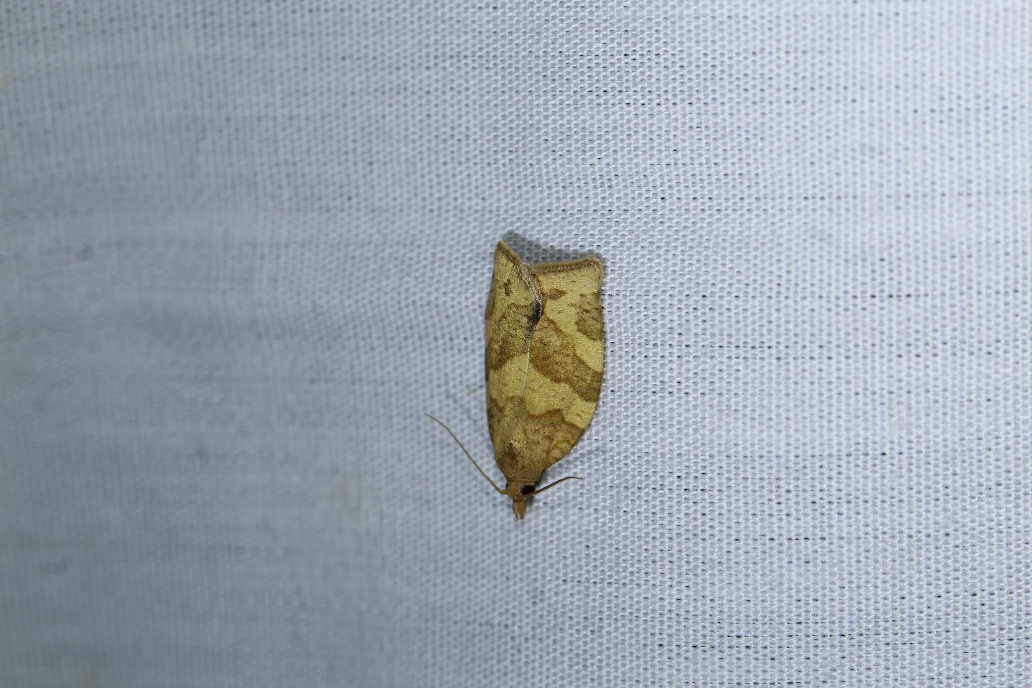 Pandemis pyrusana