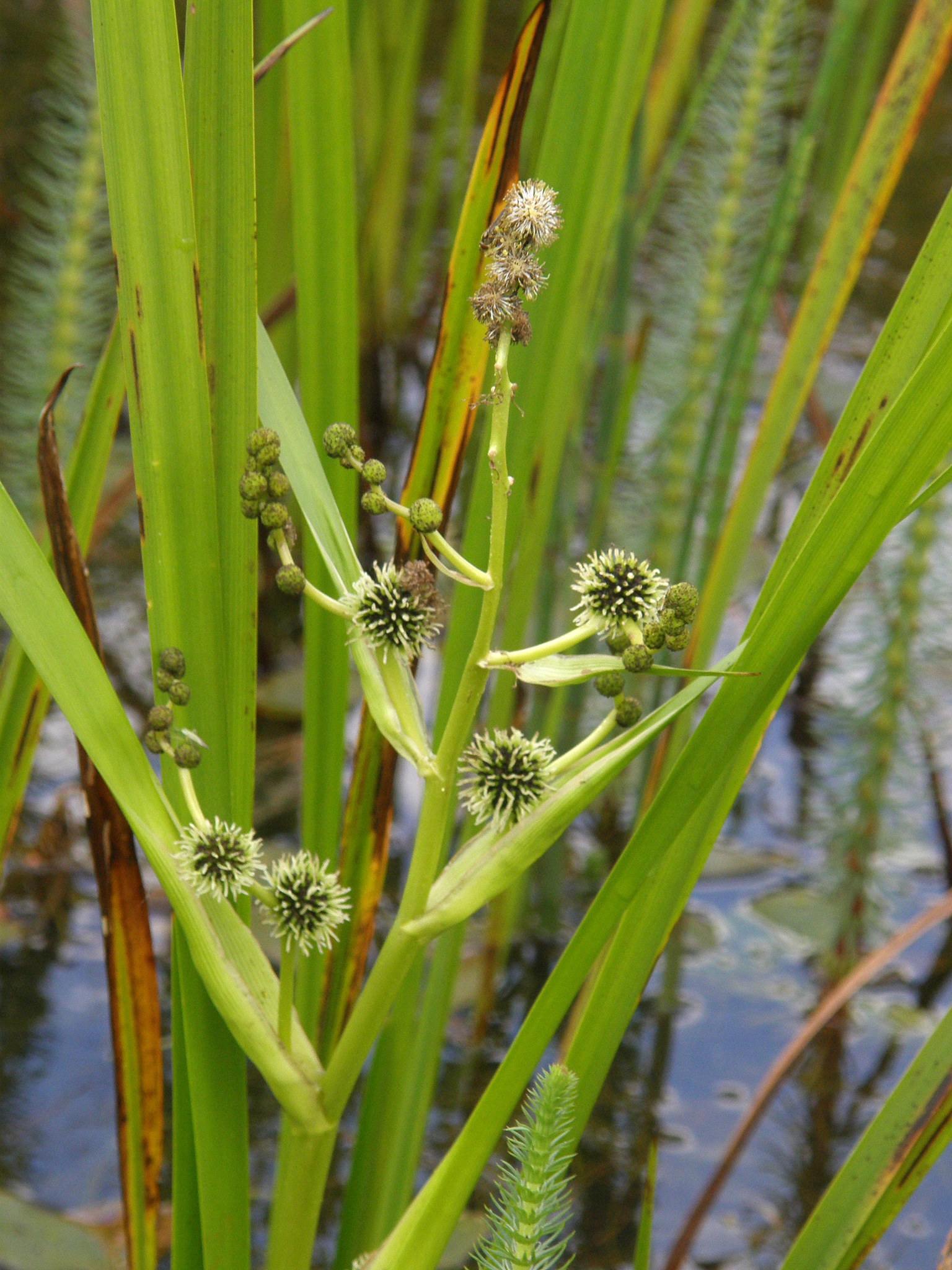 Sparganium