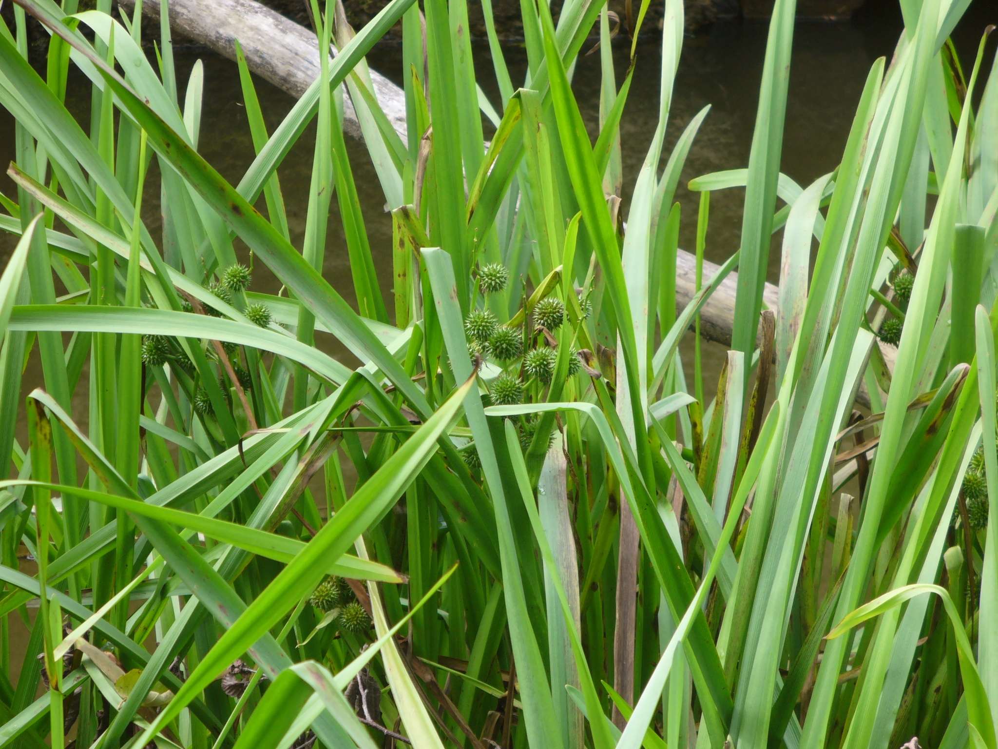 Sparganium