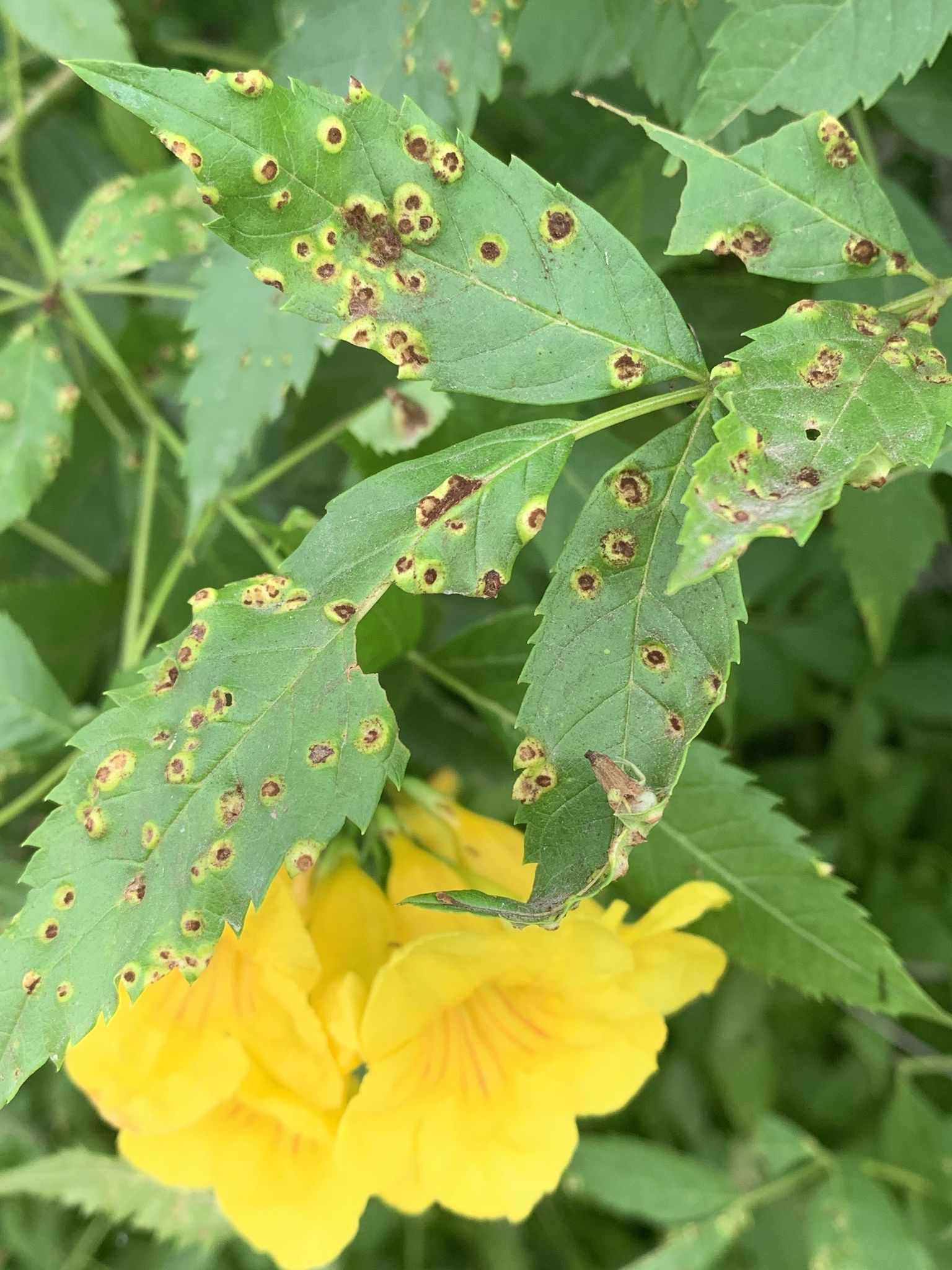 Prospodium