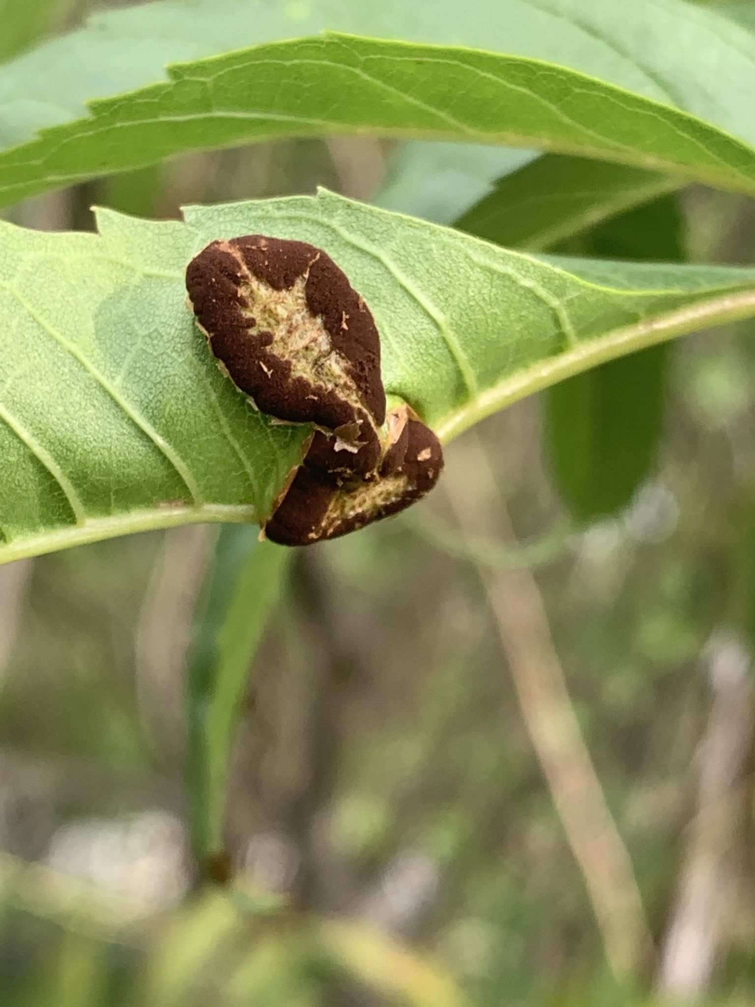 Prospodium