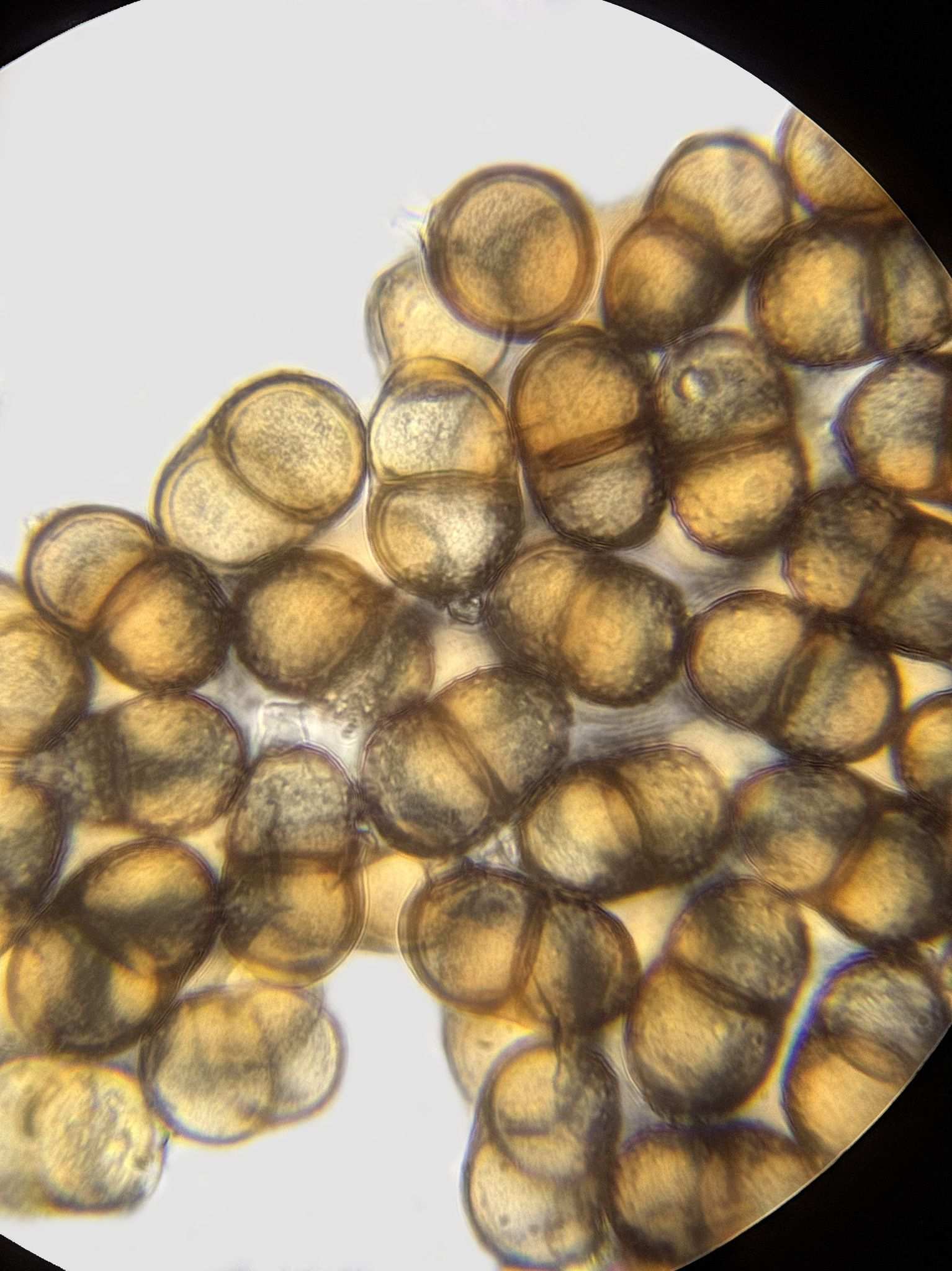 Prospodium