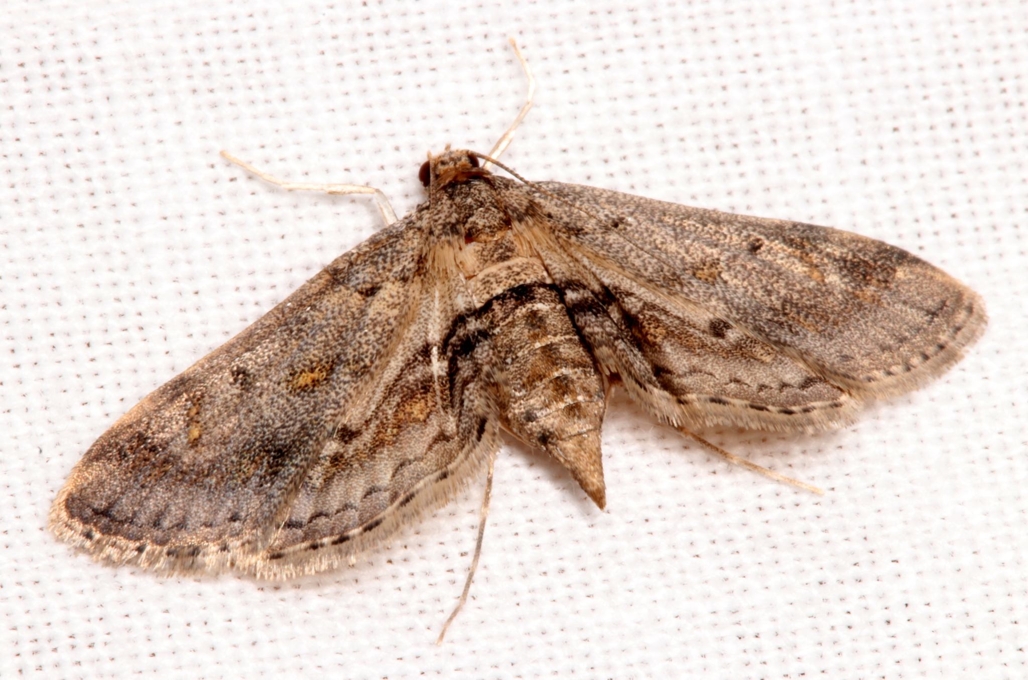 Parapoynx crisonalis
