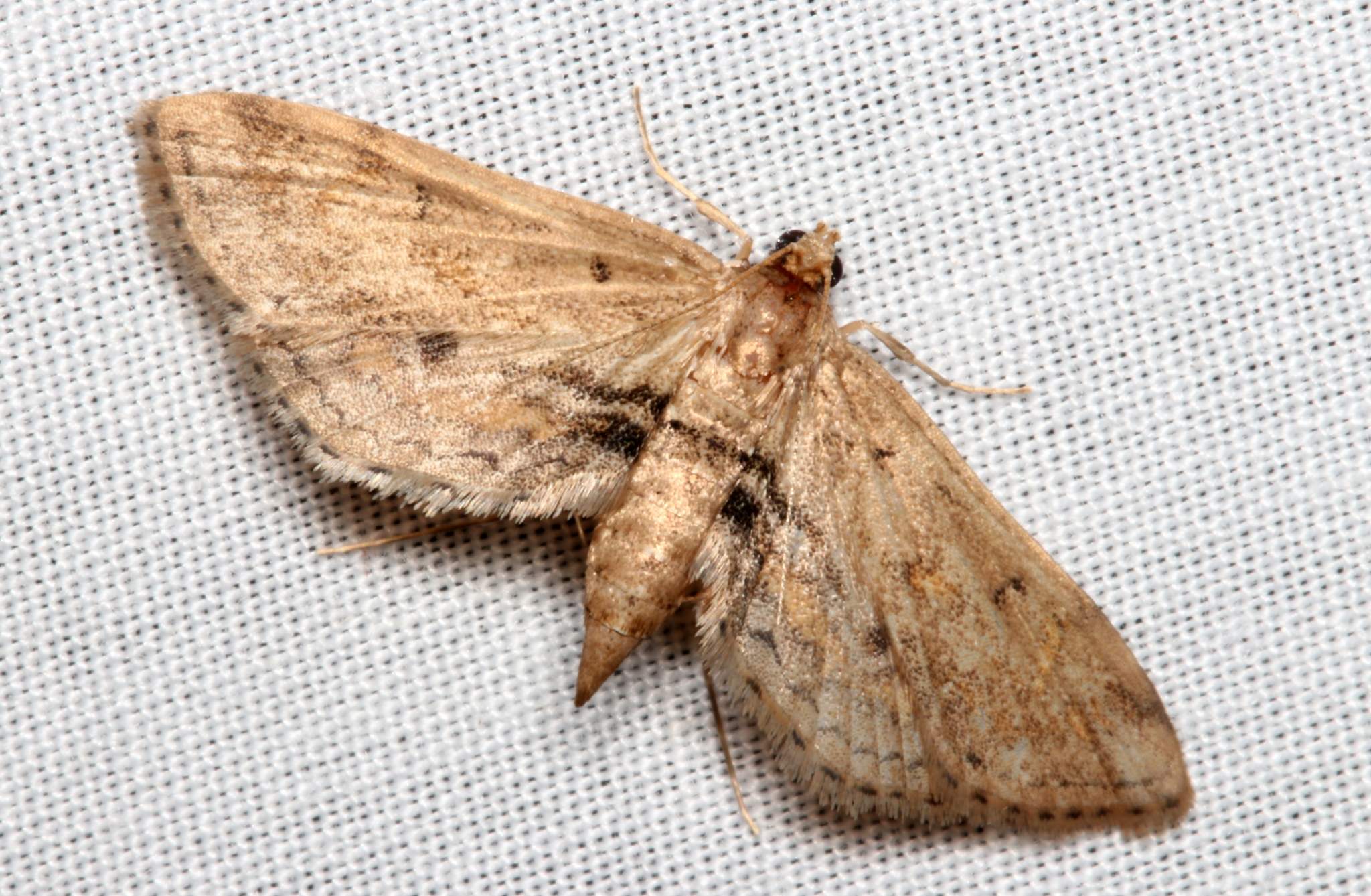 Parapoynx crisonalis