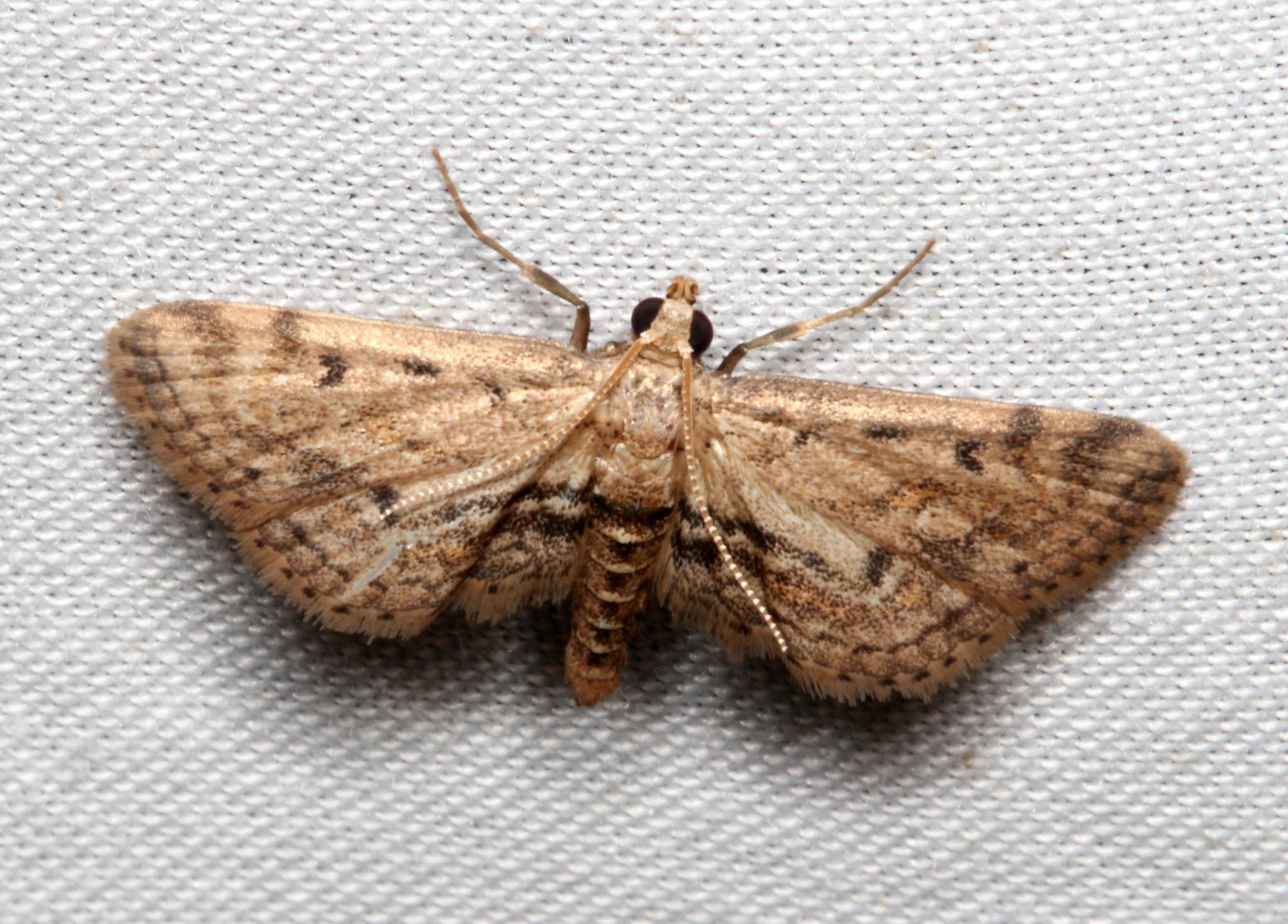 Parapoynx crisonalis