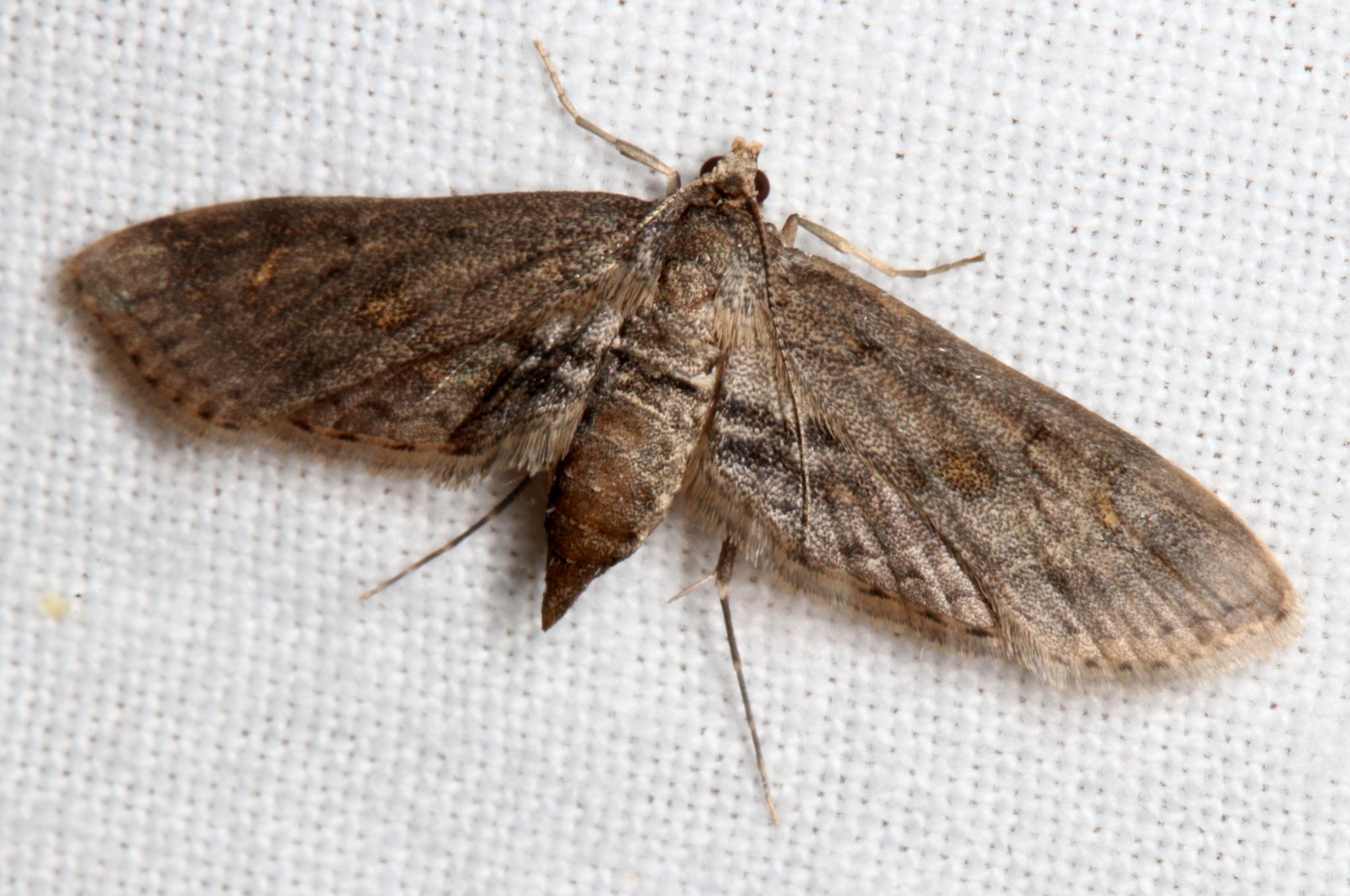 Parapoynx crisonalis