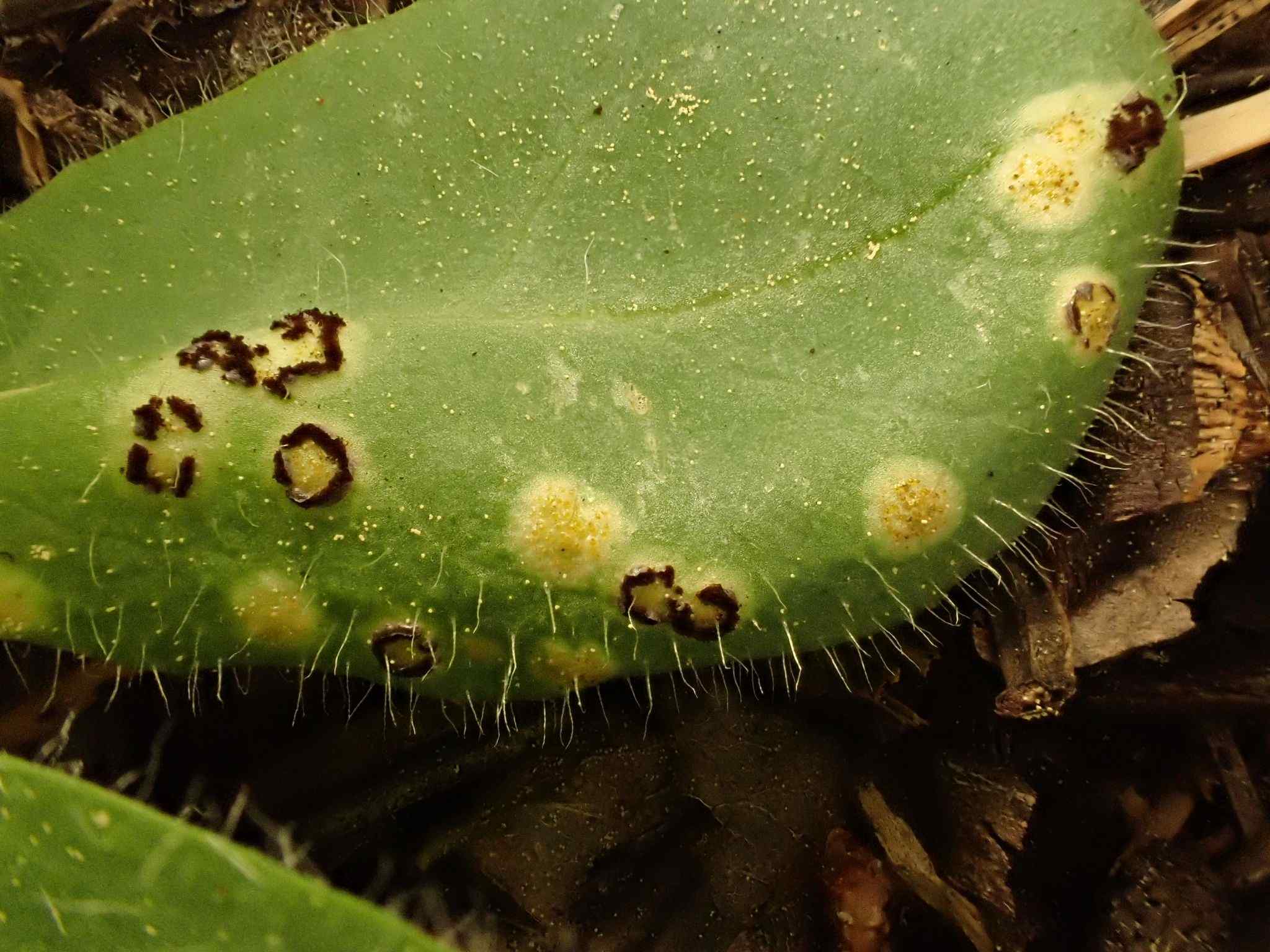 Puccinia hieracii