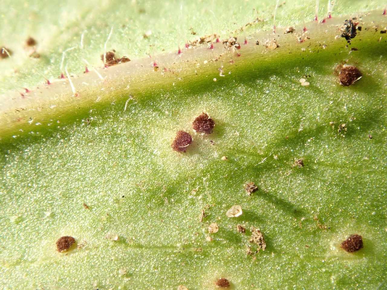 Puccinia hieracii