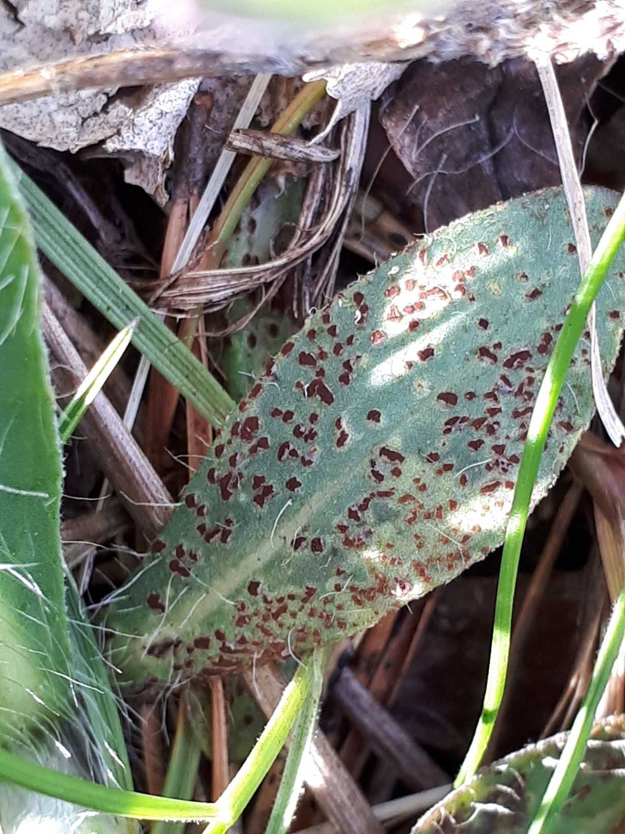 Puccinia hieracii