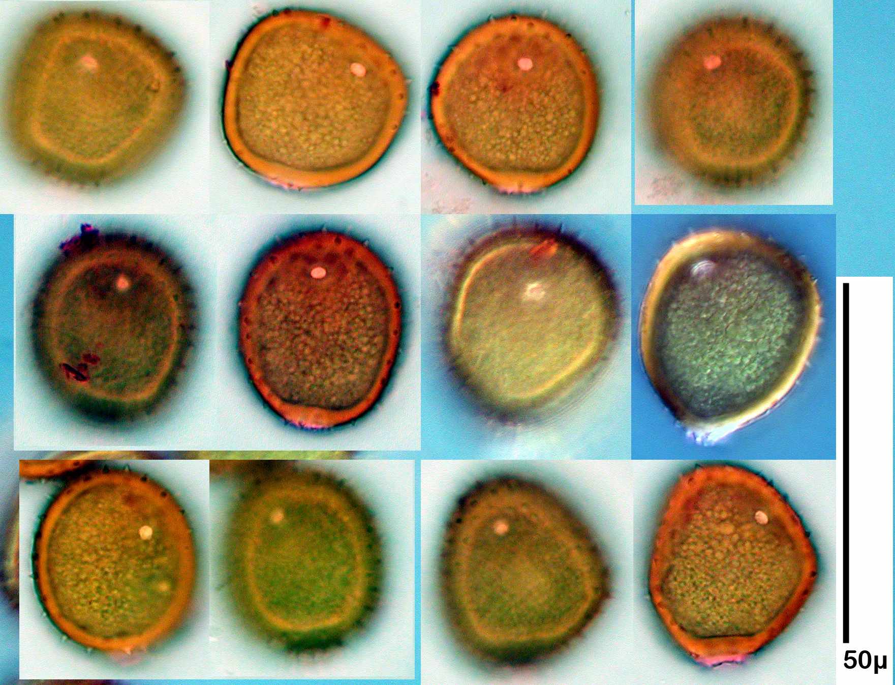 Puccinia hieracii