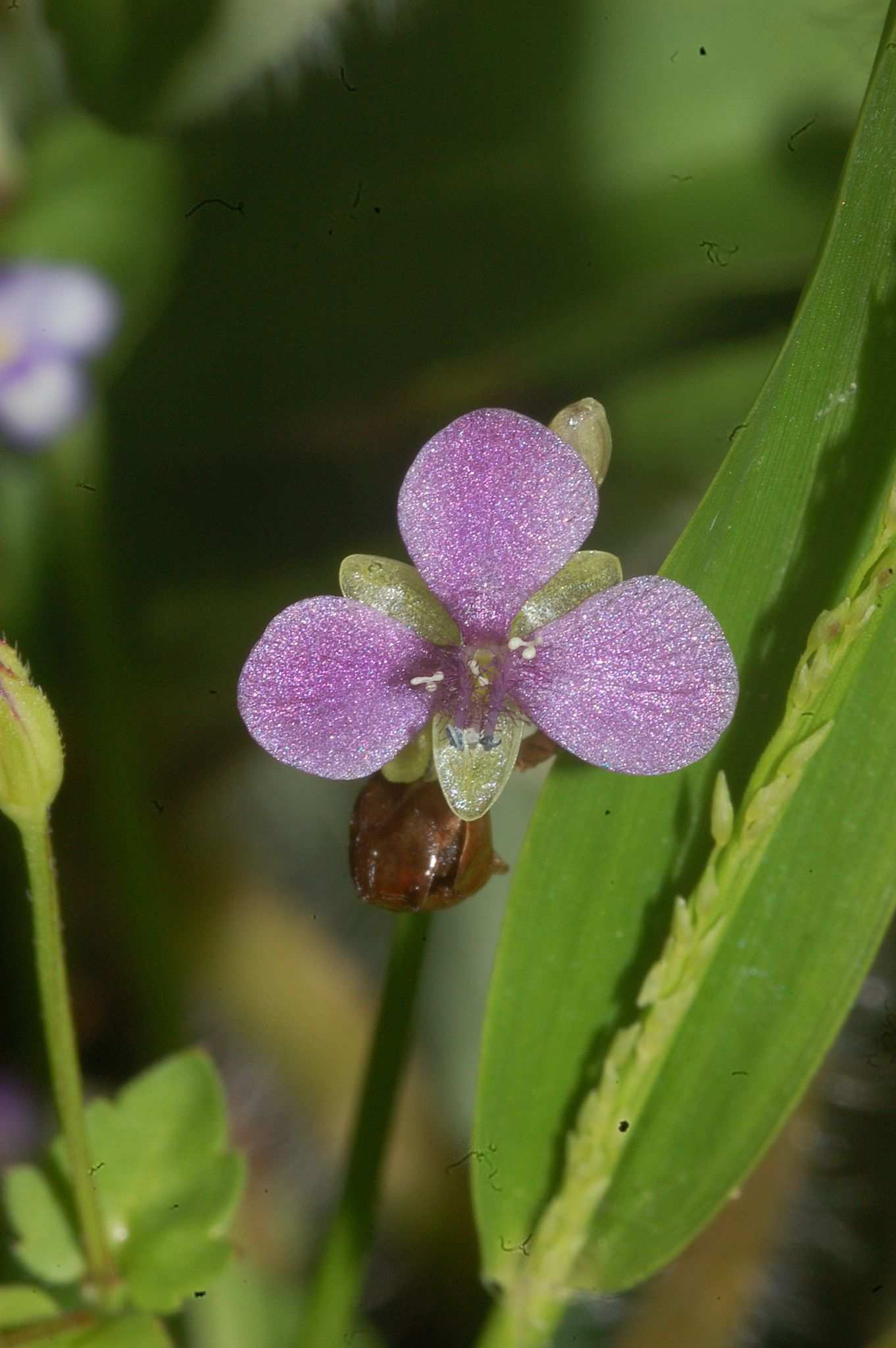 Murdannia nudiflora