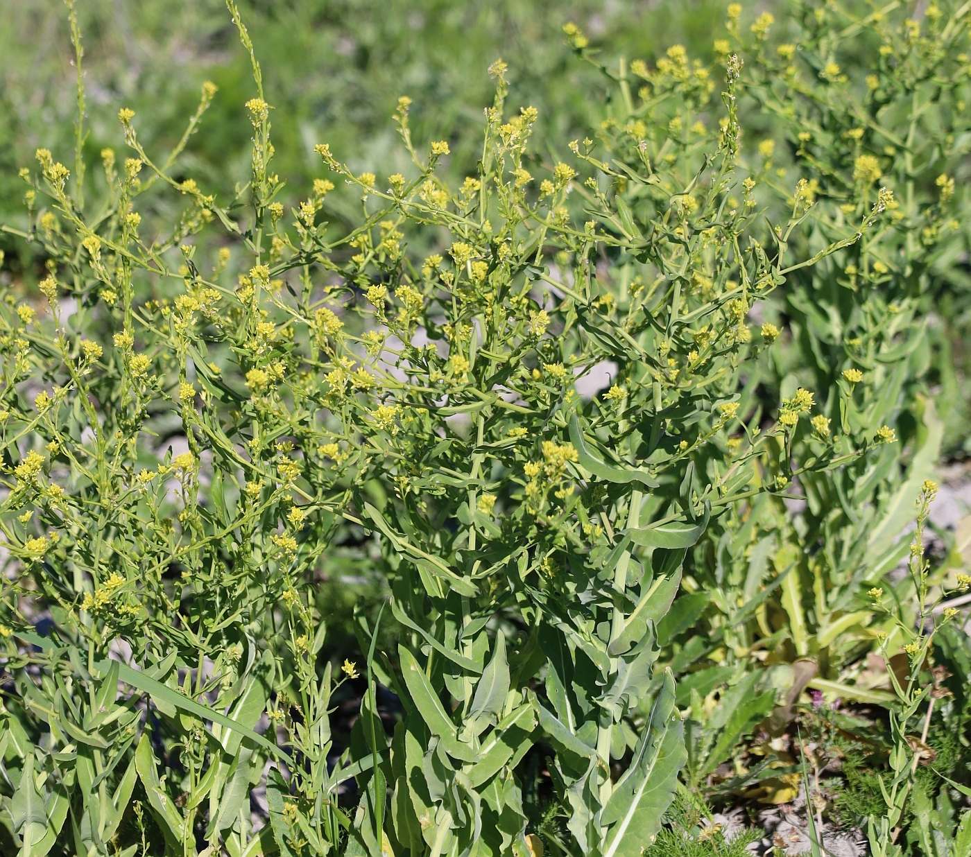 Myagrum perfoliatum