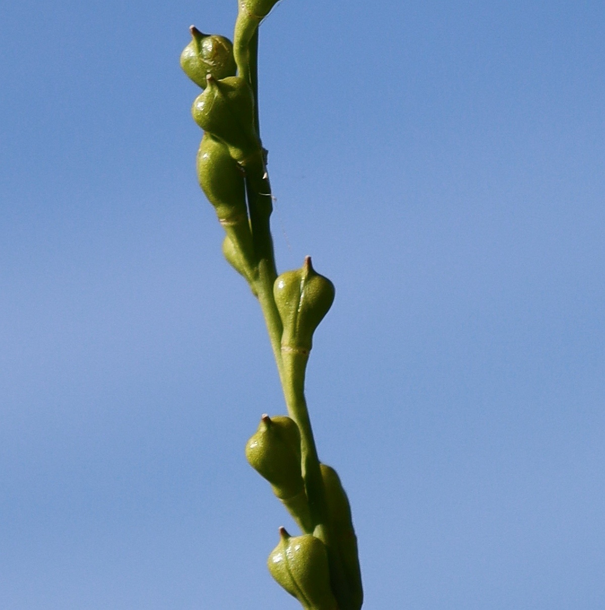 Myagrum perfoliatum