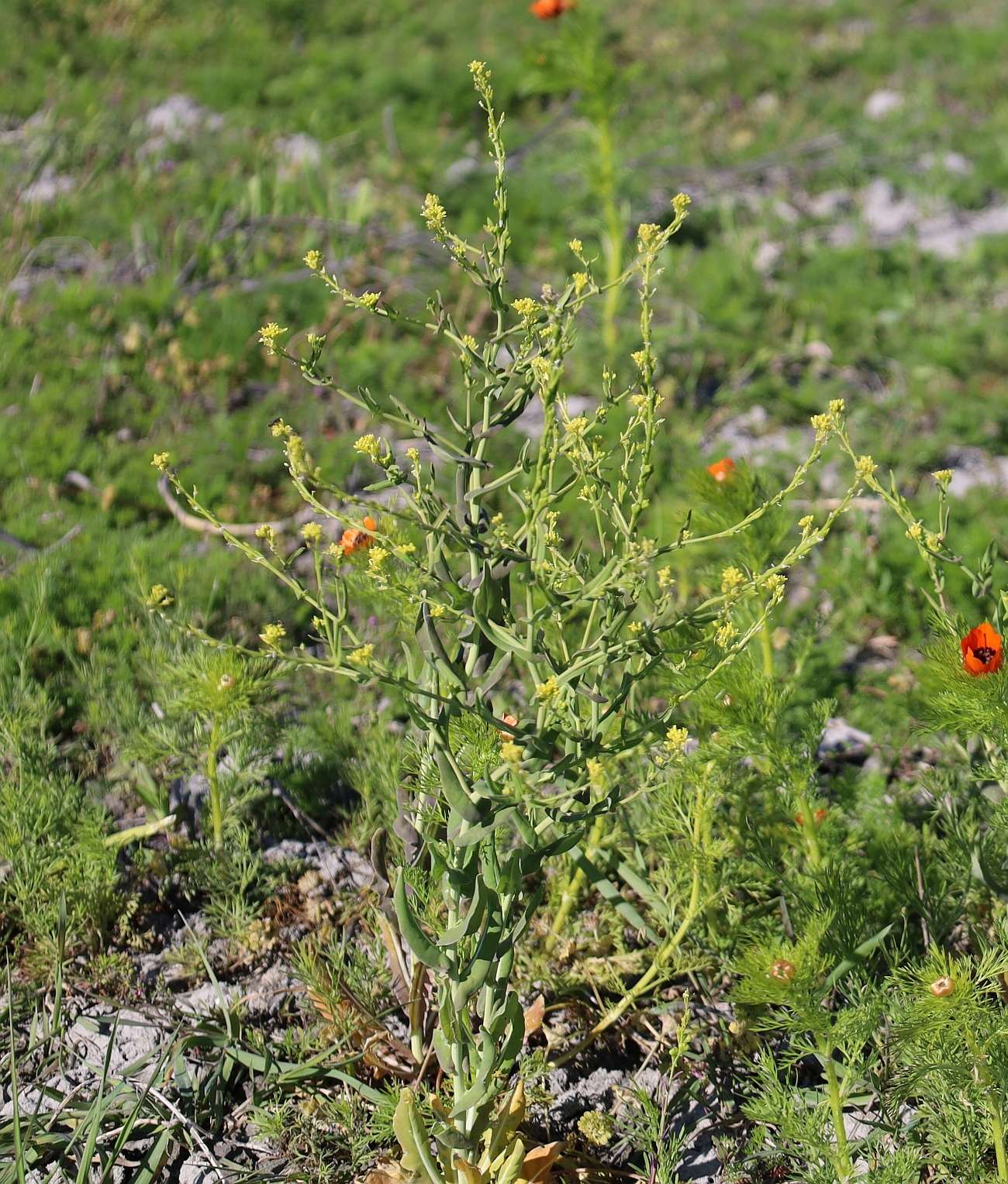 Myagrum perfoliatum