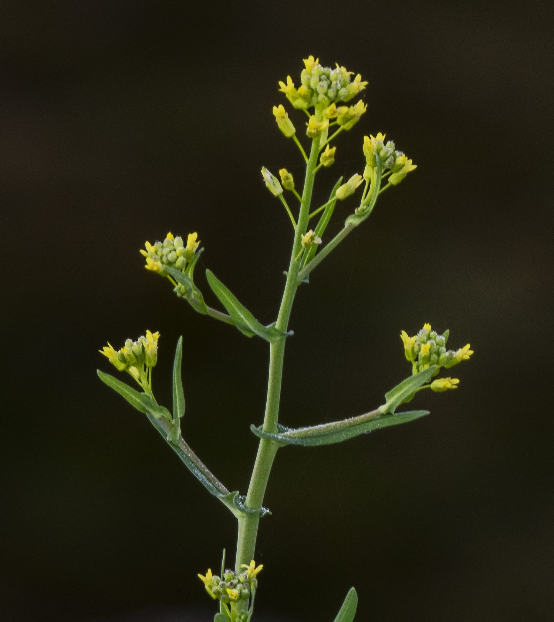 Myagrum perfoliatum