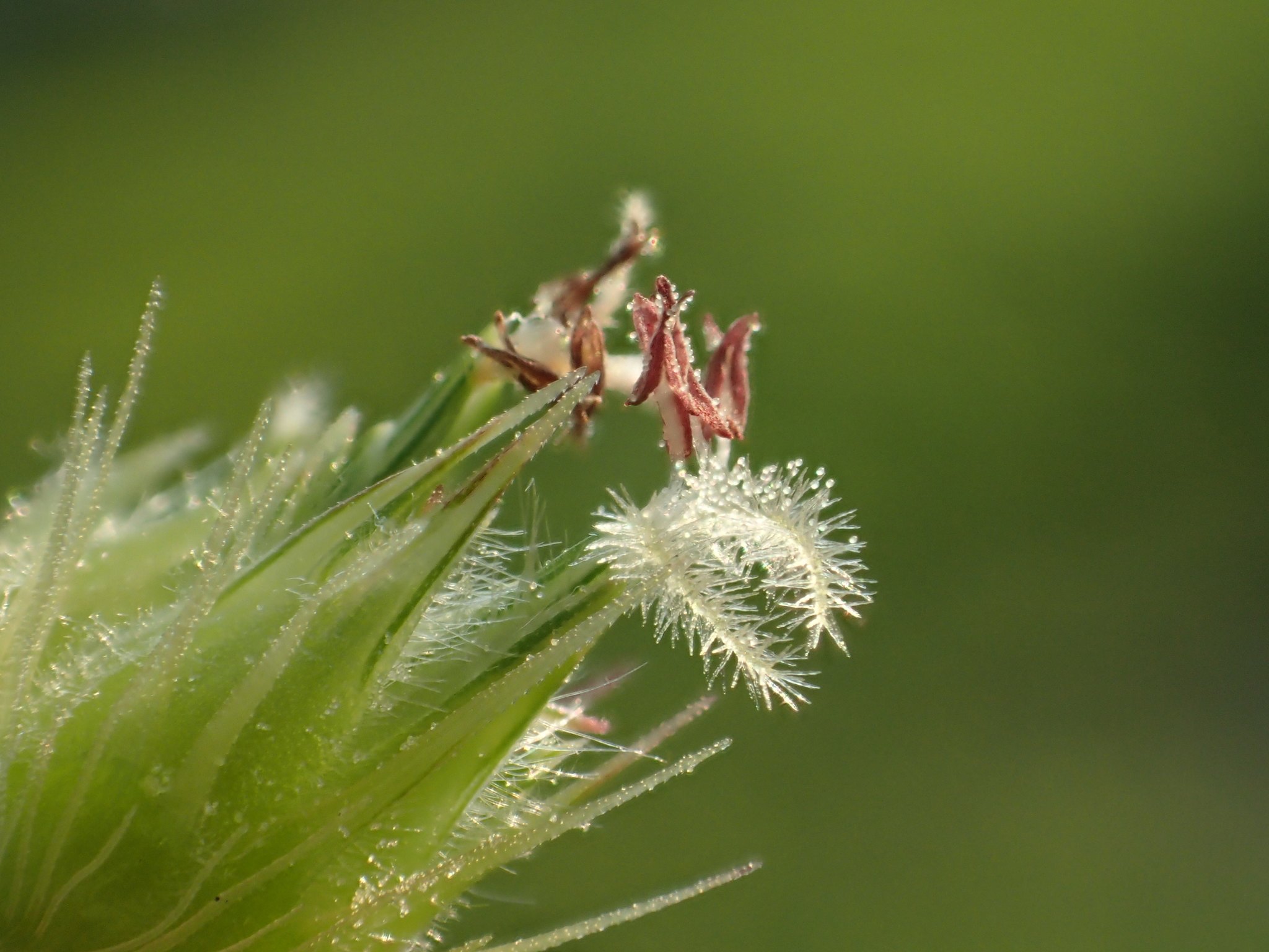 Cenchrus echinatus