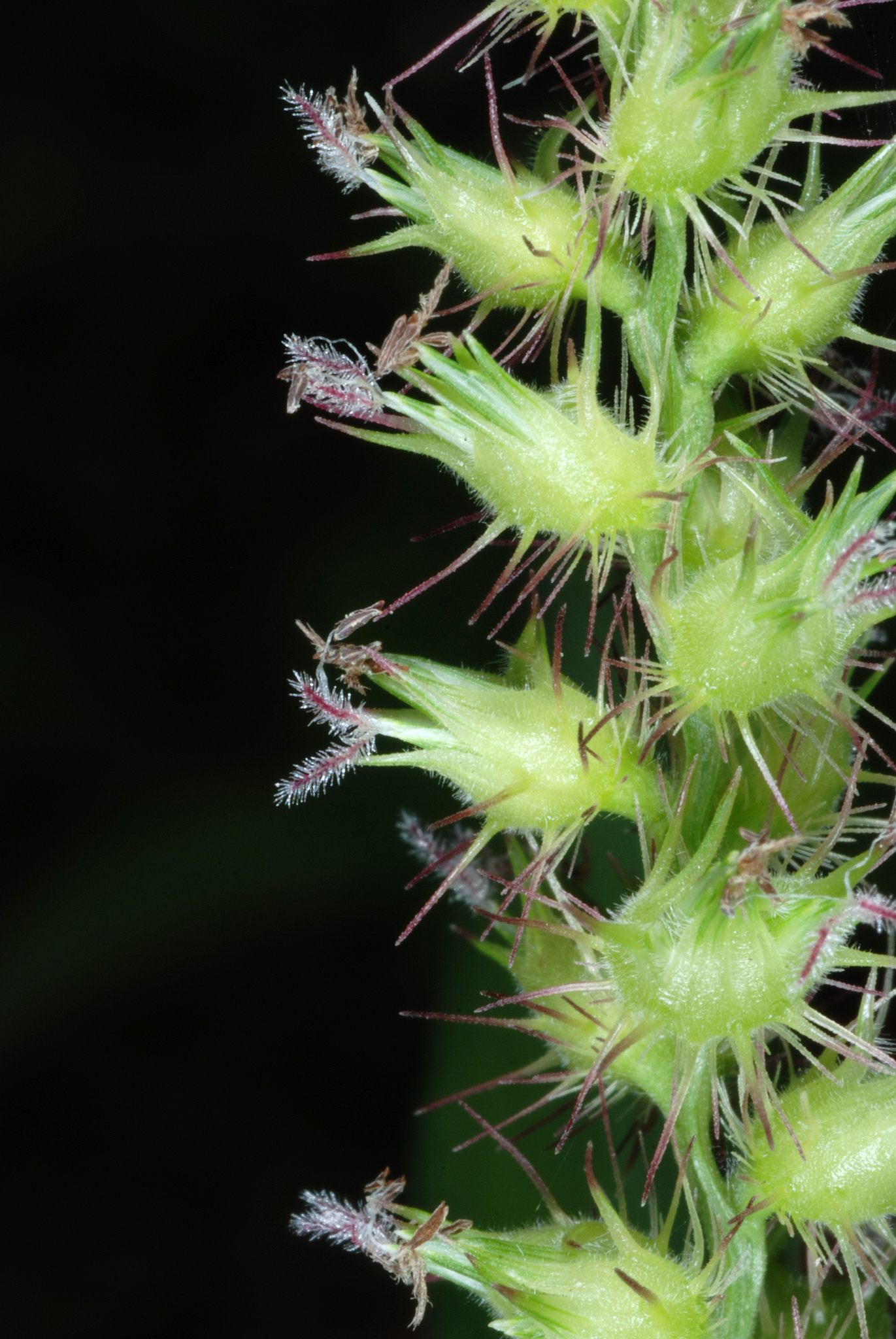 Cenchrus echinatus